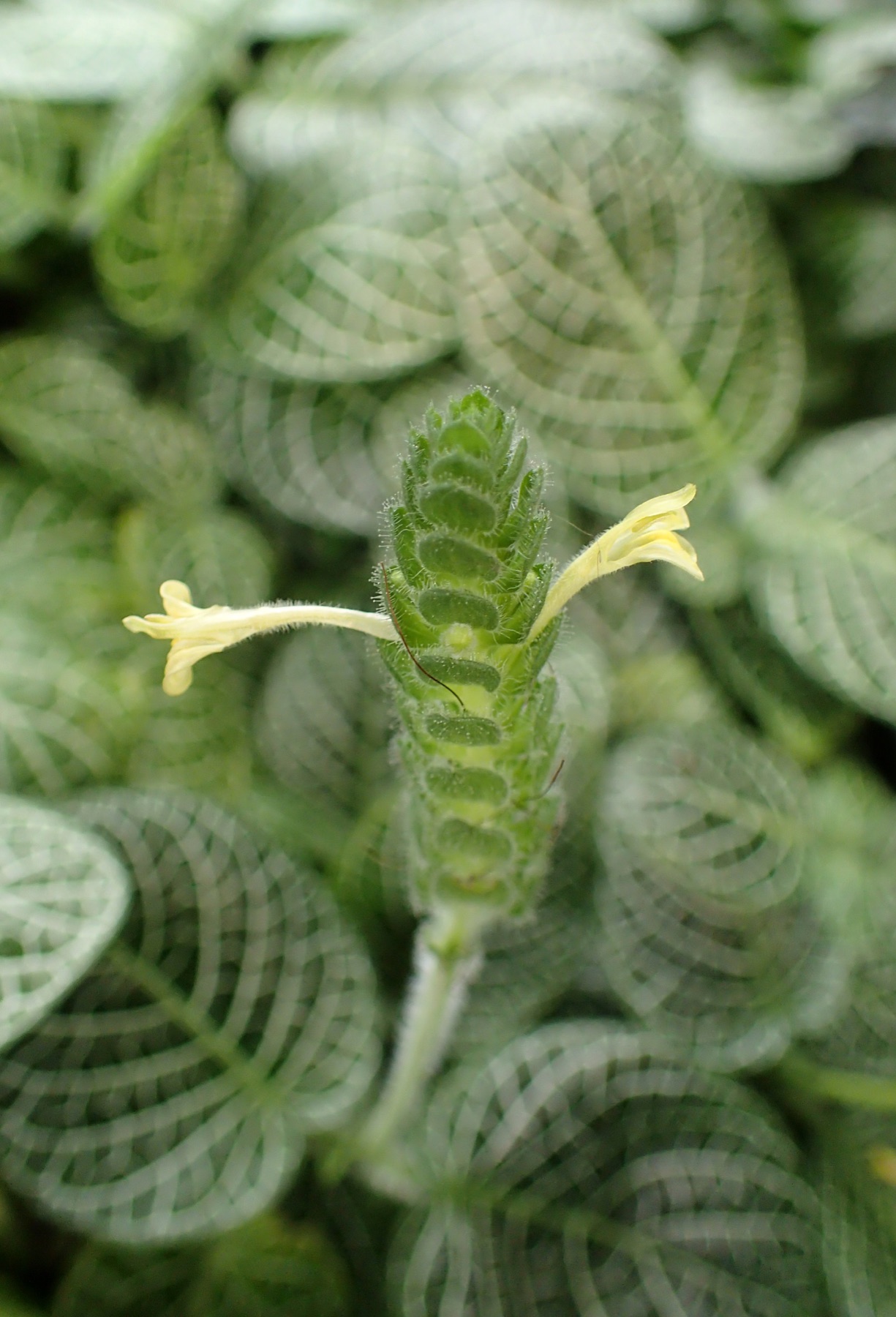 Nerve Plant — photo 21