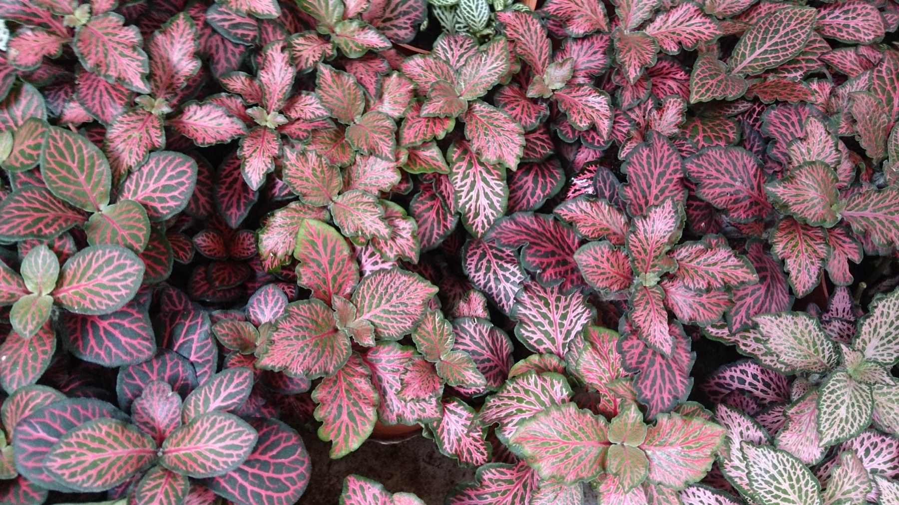 Nerve Plant — photo 22