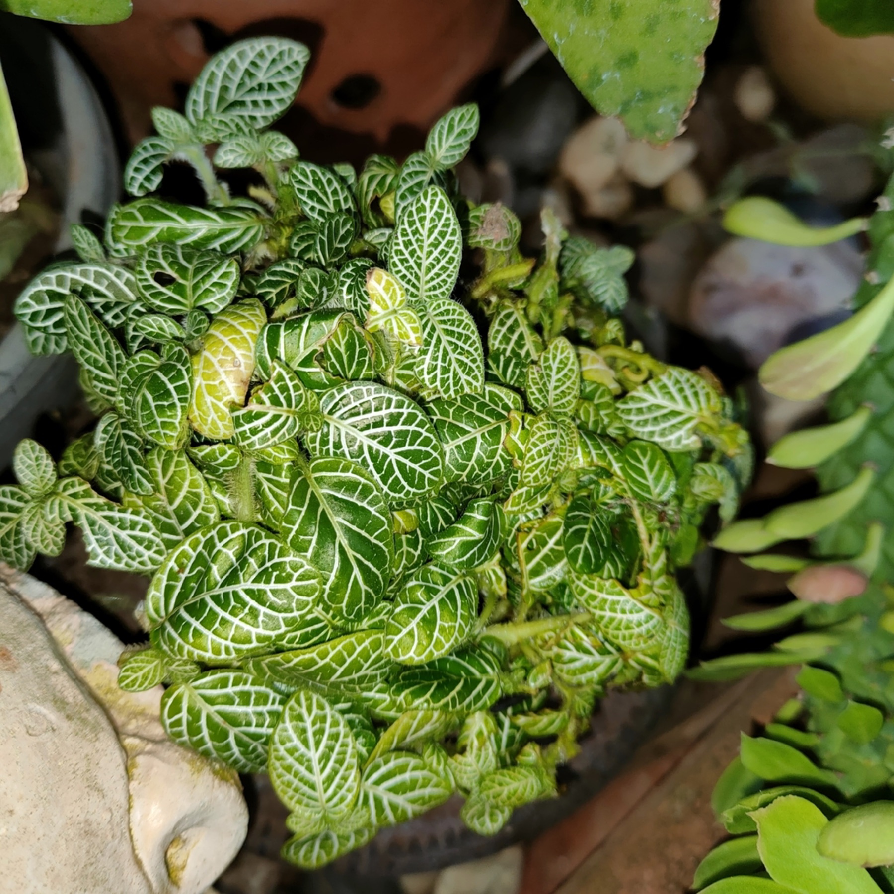 Nerve Plant — photo 23