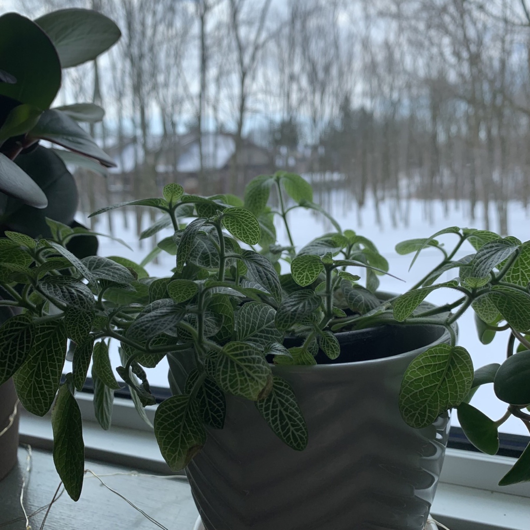 Nerve Plant — photo 24