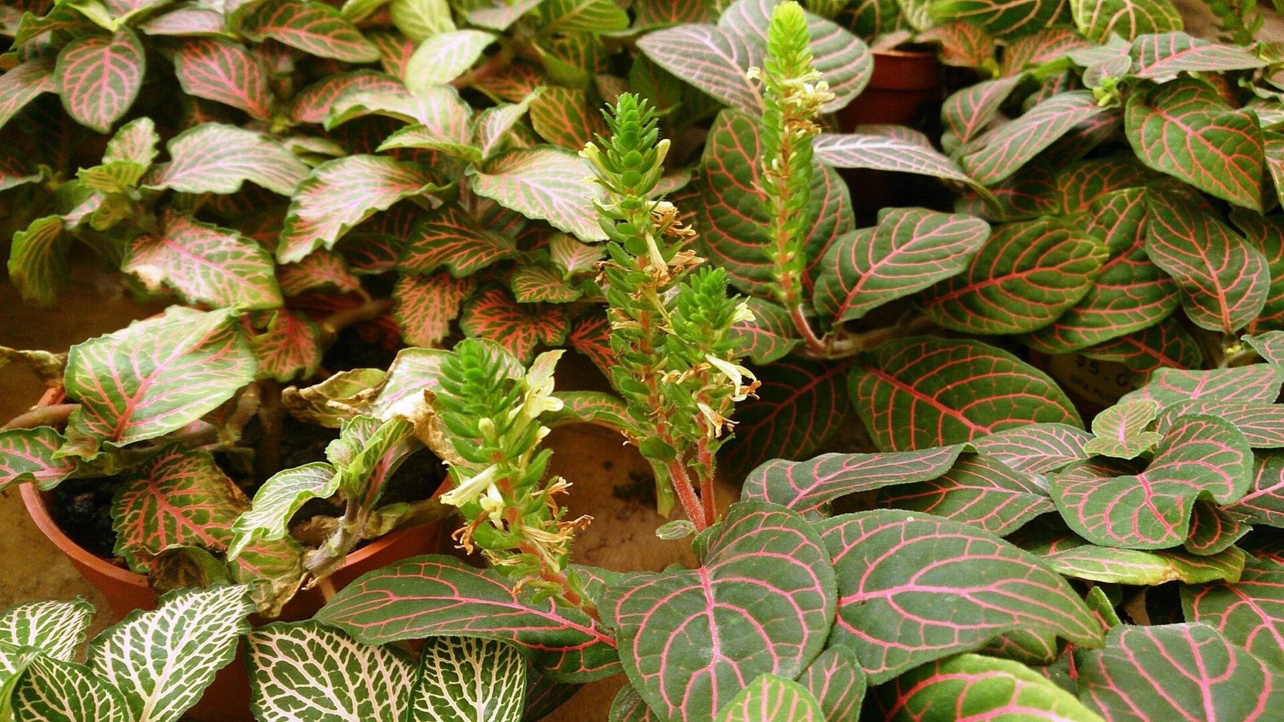 Nerve Plant — photo 1