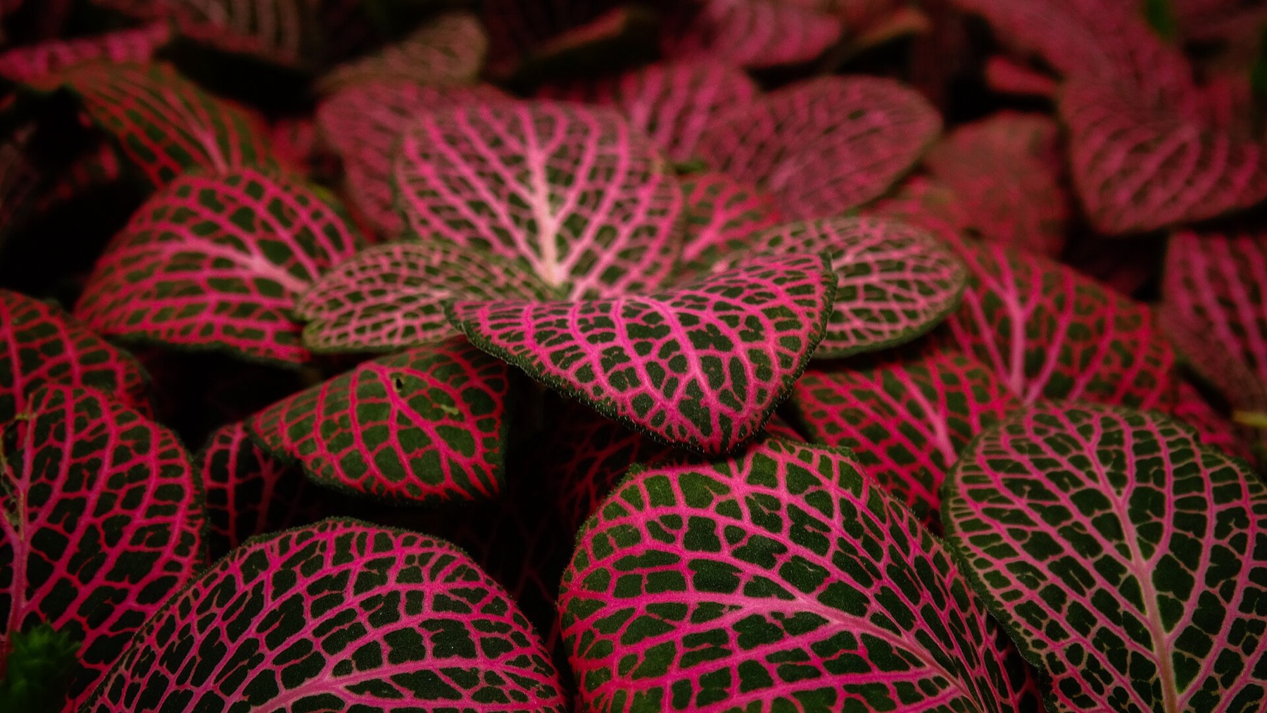 Nerve Plant — photo 2