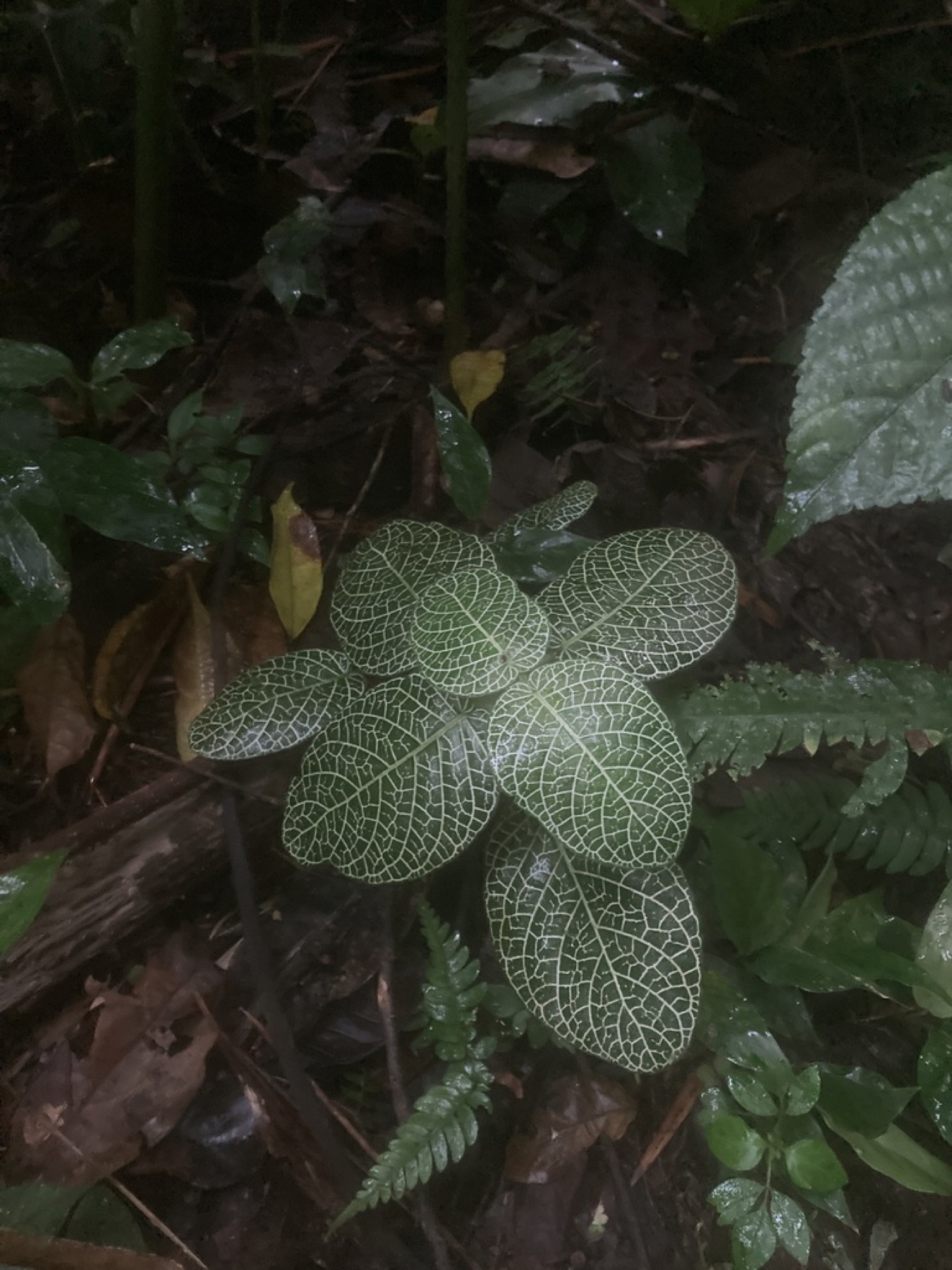 Nerve Plant — photo 3