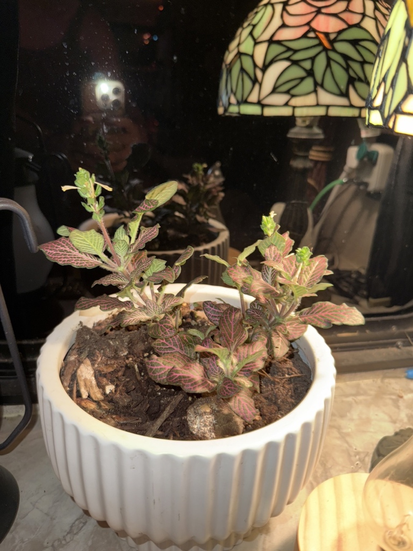 Nerve Plant — photo 4