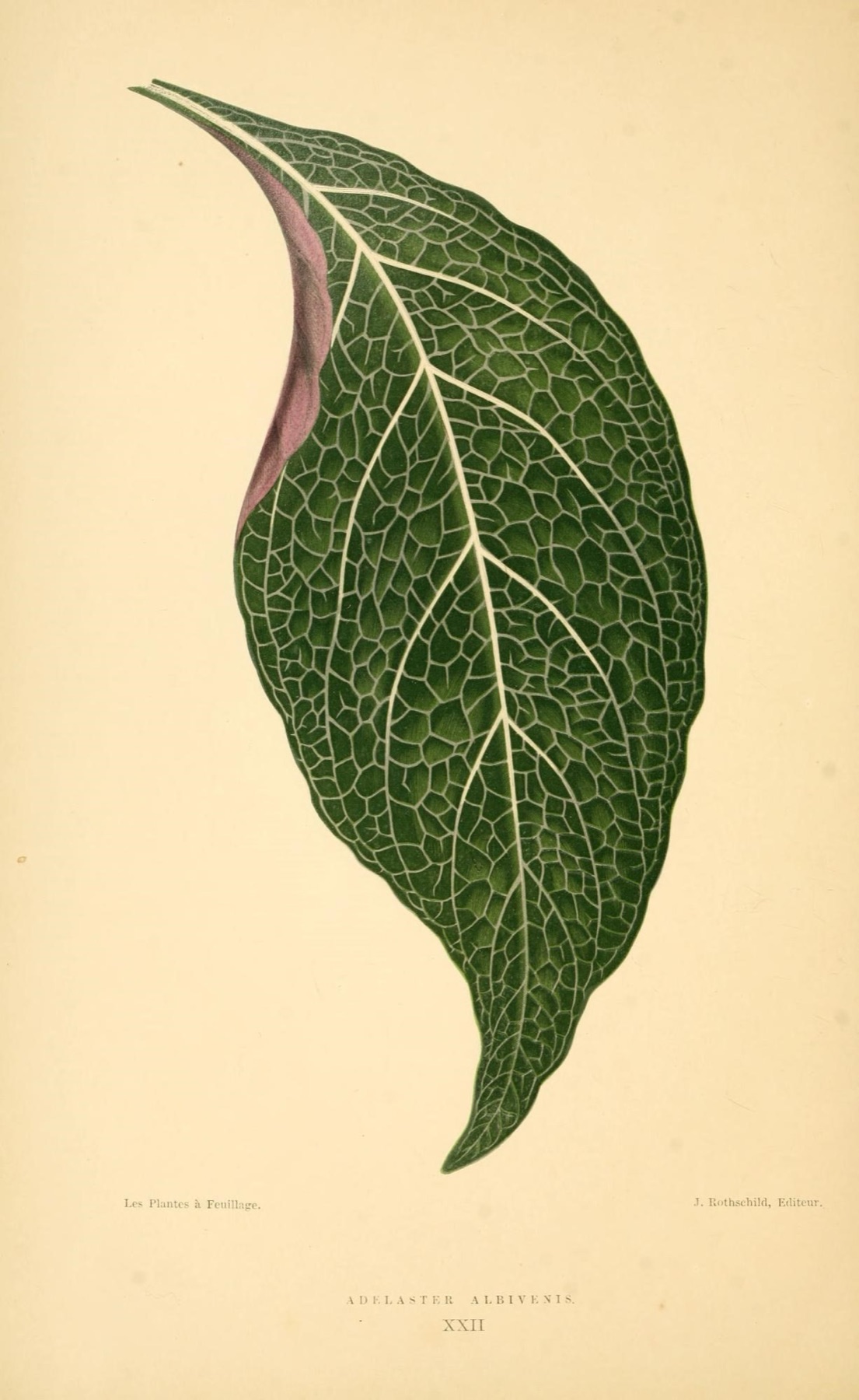 Nerve Plant — photo 5