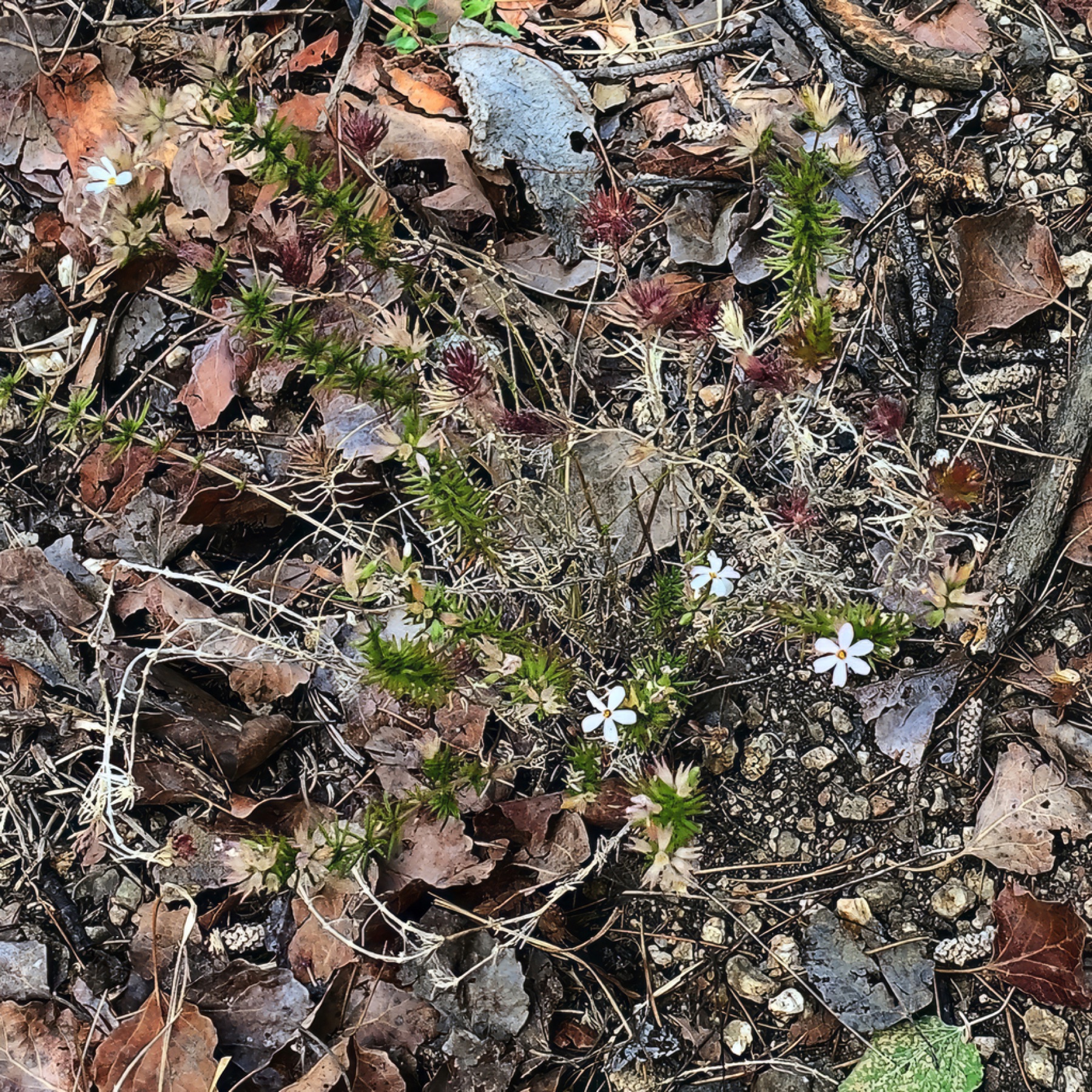 Nuttall's Linanthus — photo 6