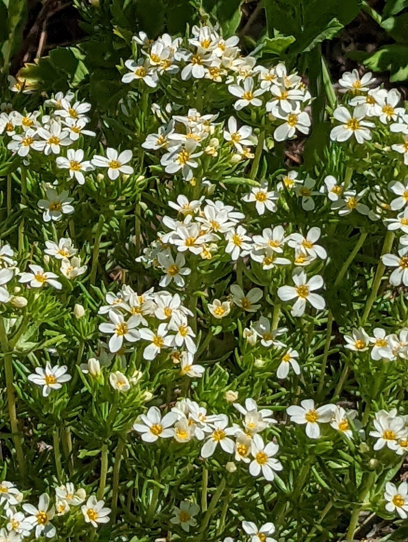 Nuttall's Linanthus — photo 7