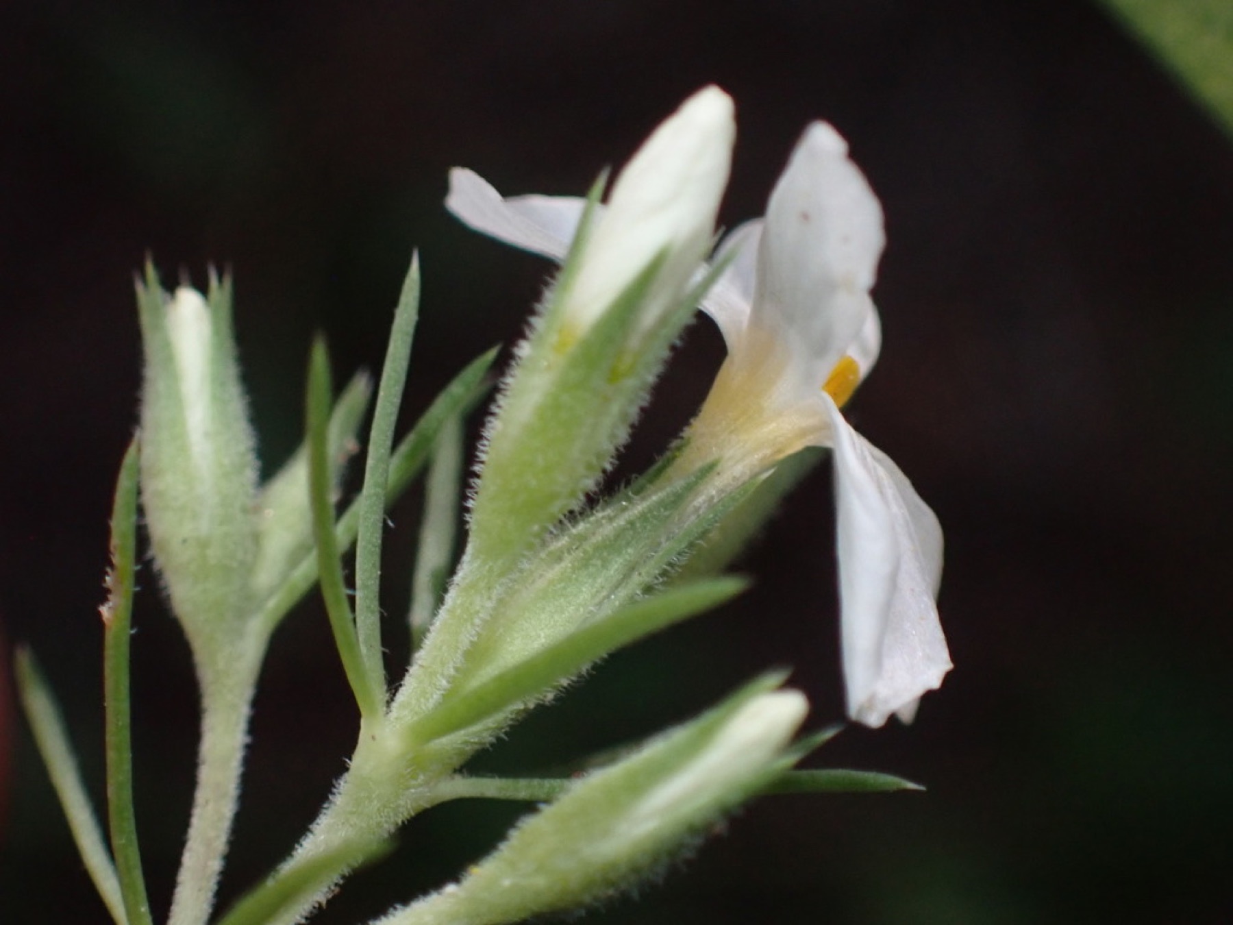 Nuttall's Linanthus — photo 8