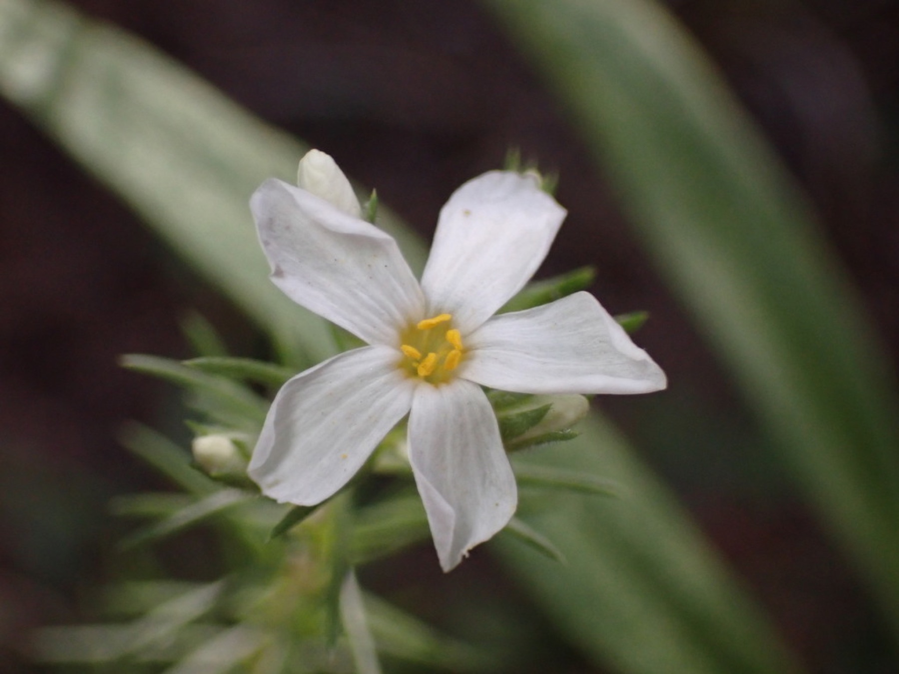 Nuttall's Linanthus — photo 9