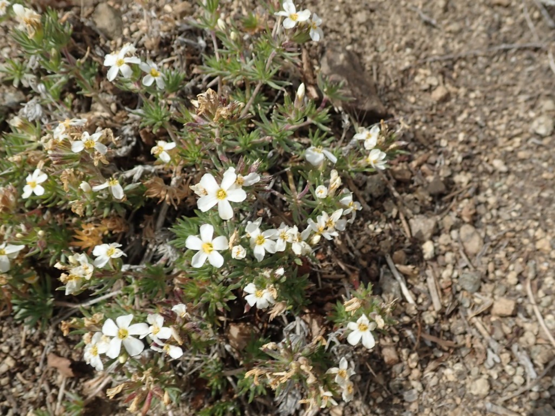 Nuttall's Linanthus — photo 10