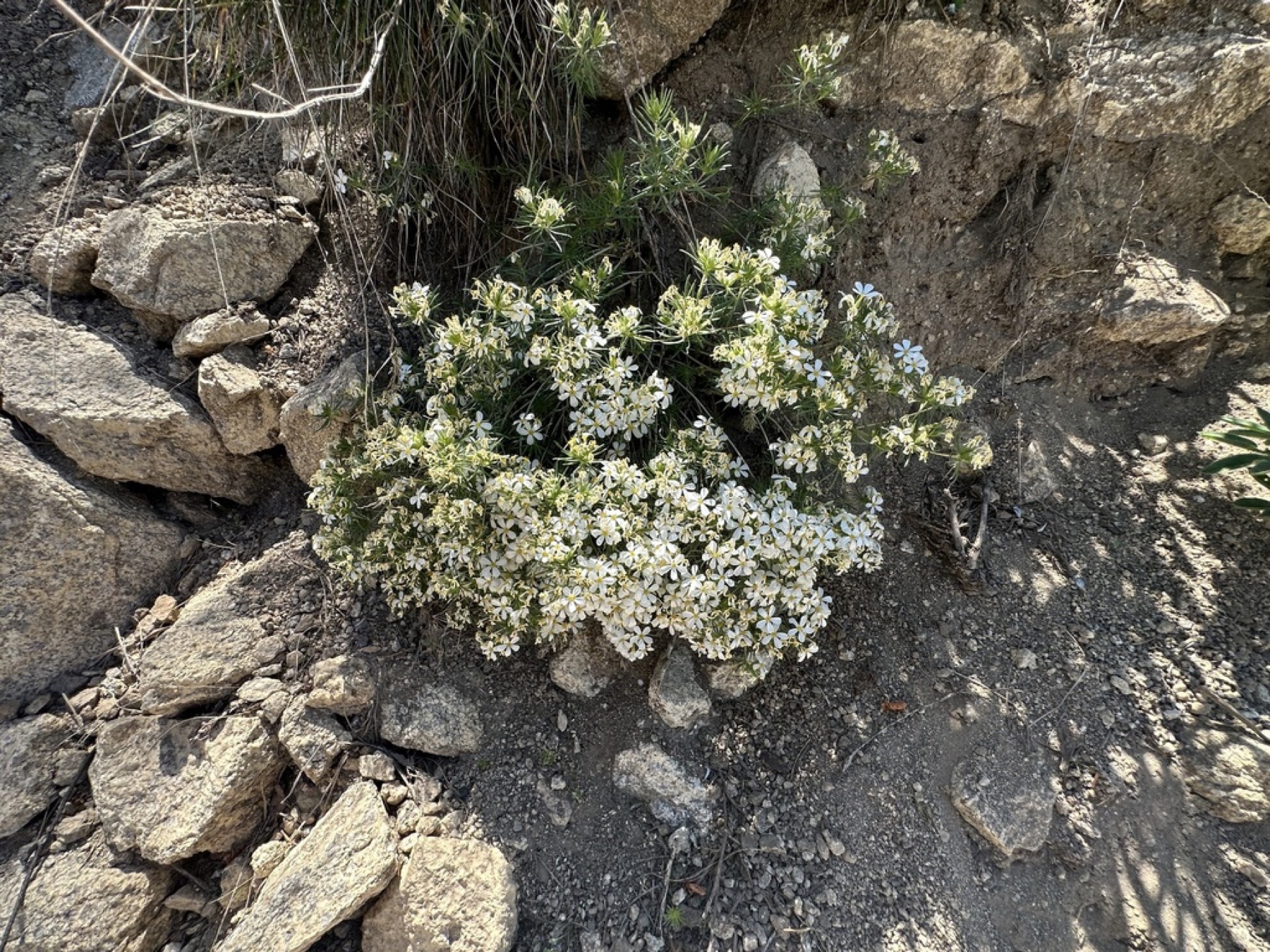 Nuttall's Linanthus — photo 11