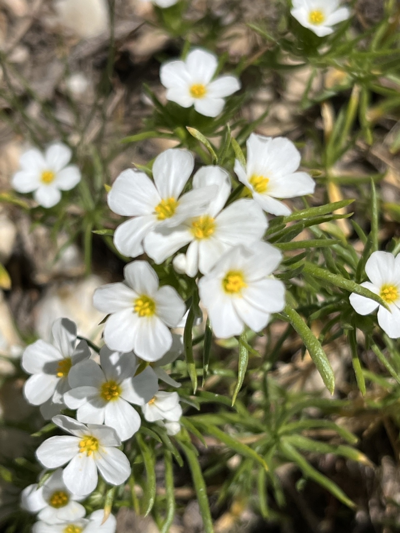 Nuttall's Linanthus — photo 12