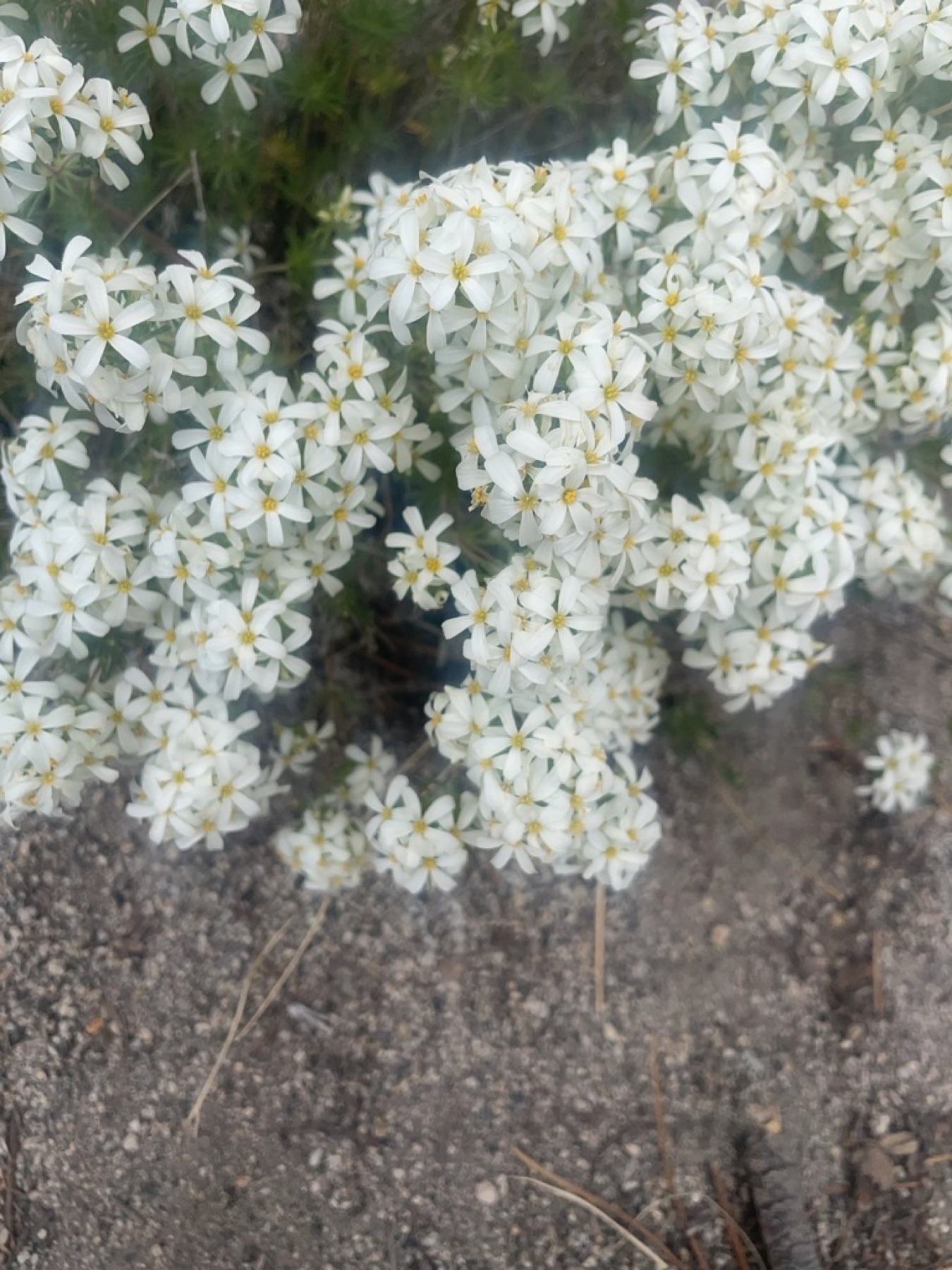 Nuttall's Linanthus — photo 13