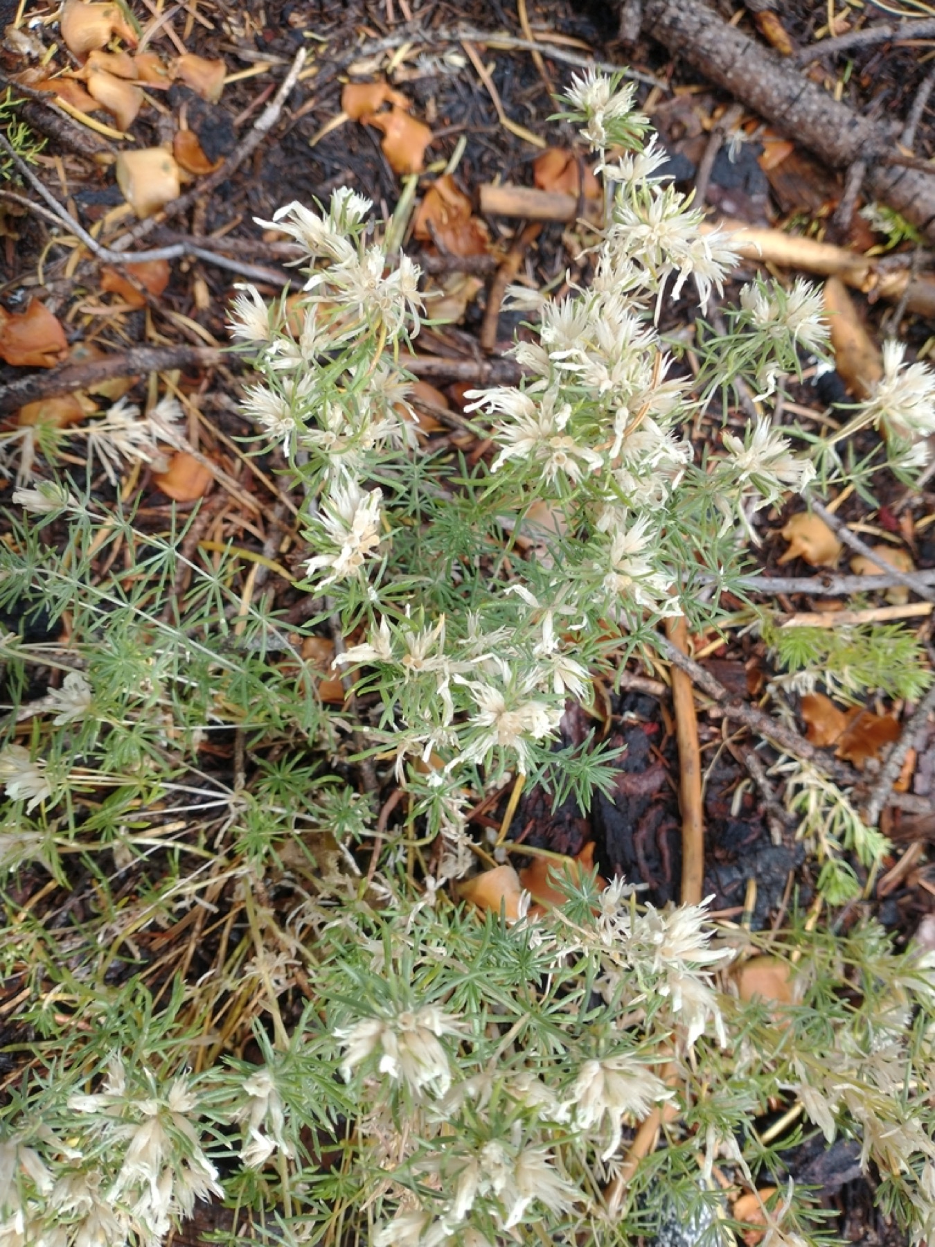 Nuttall's Linanthus — photo 14