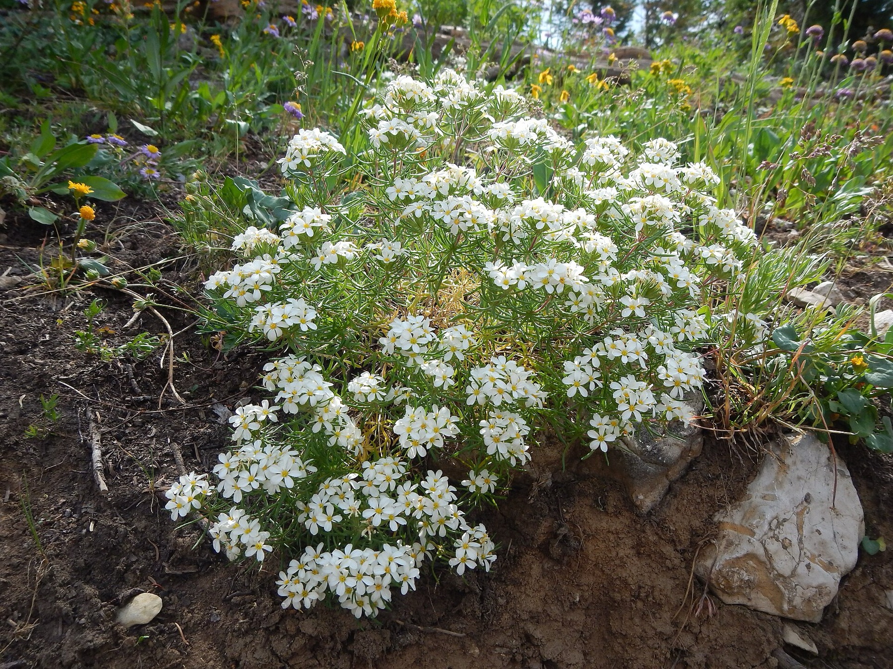 Nuttall's Linanthus — photo 15