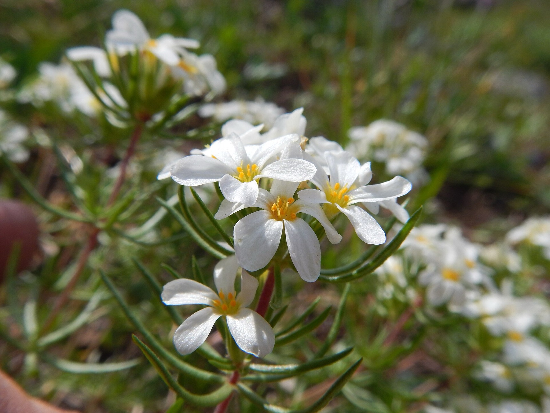 Nuttall's Linanthus — photo 16