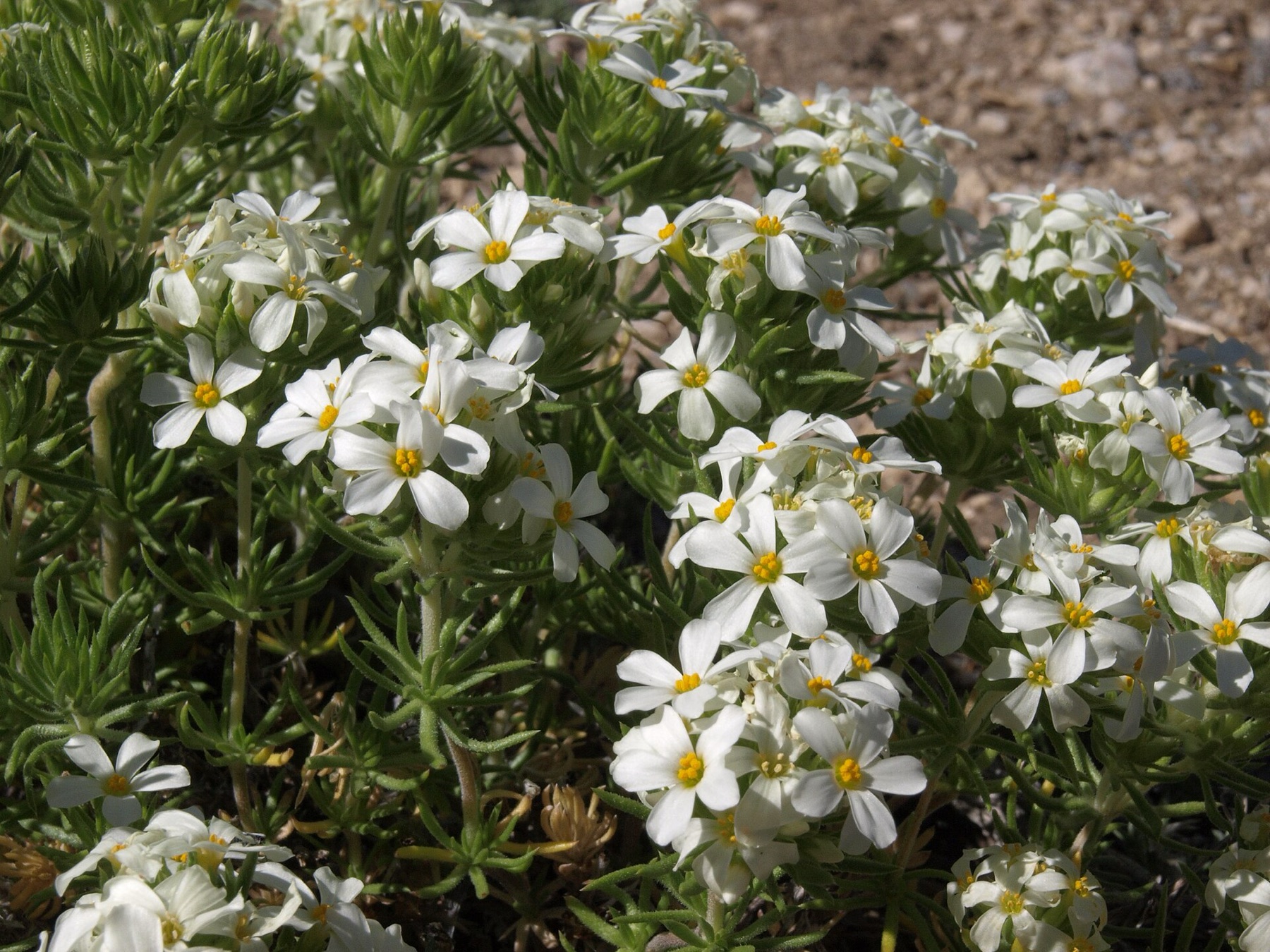 Nuttall's Linanthus — photo 17