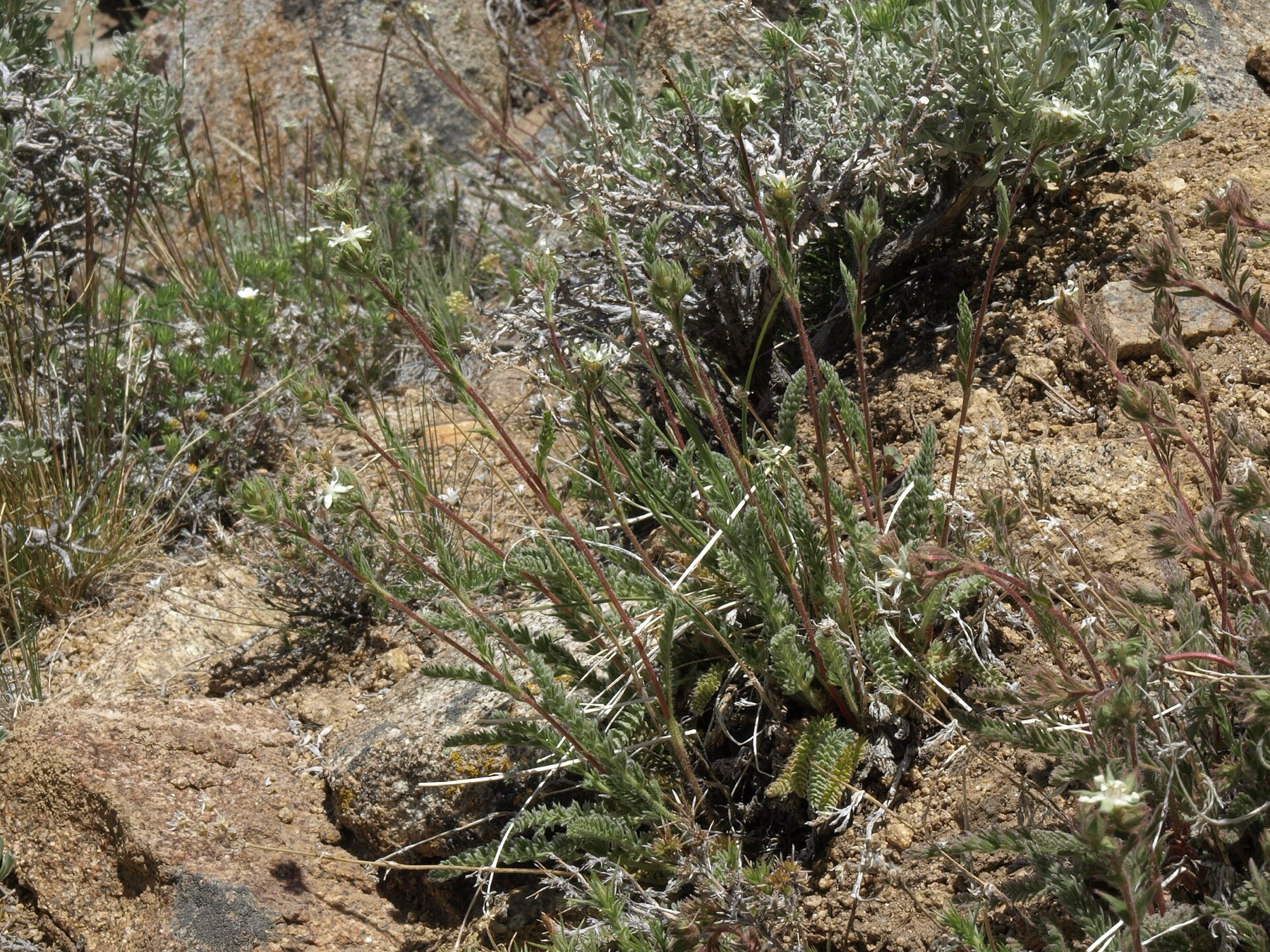 Nuttall's Linanthus — photo 18