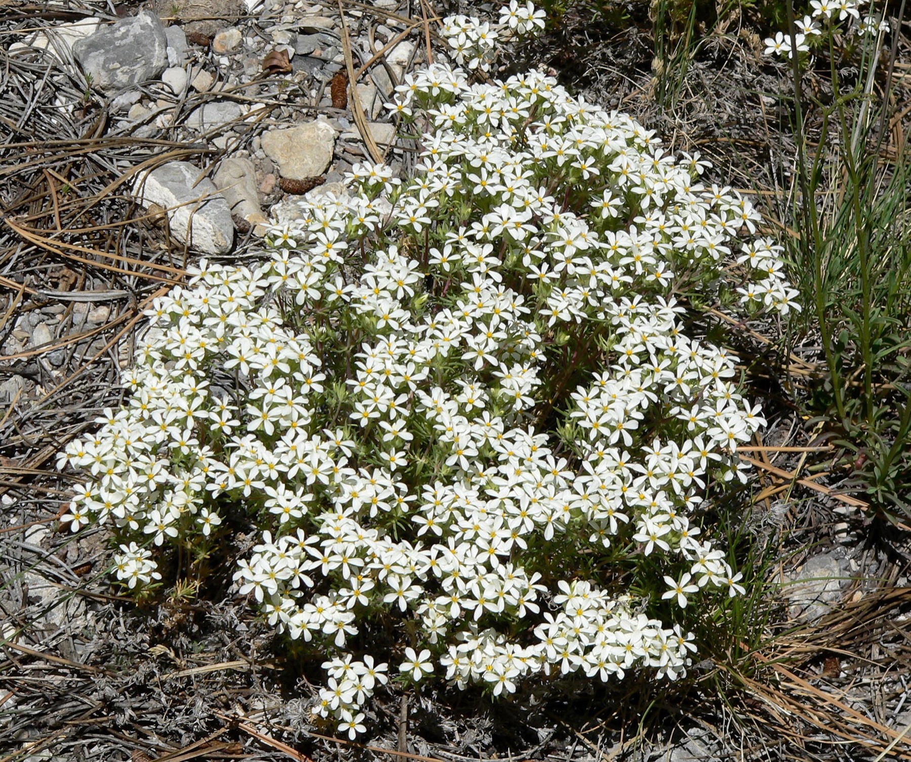 Nuttall's Linanthus — photo 19