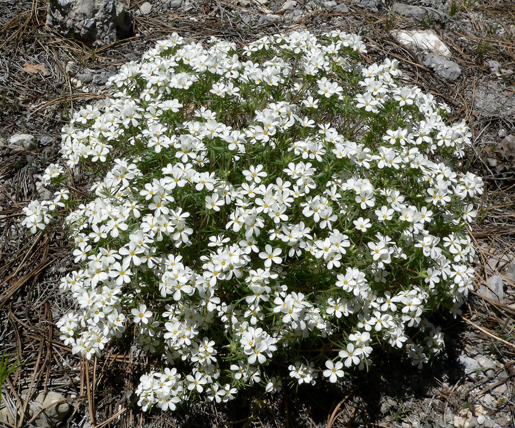 Nuttall's Linanthus — photo 20