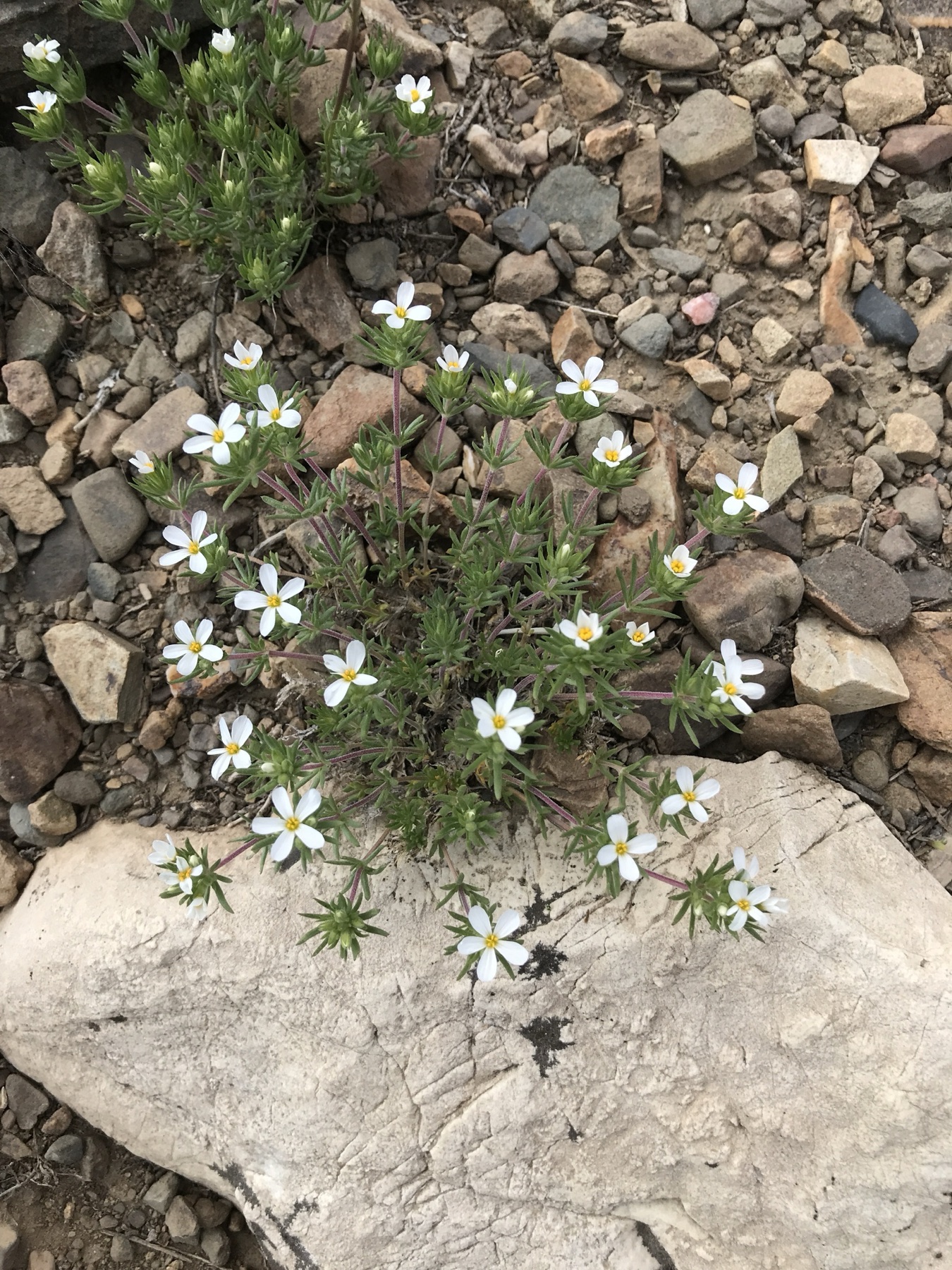 Nuttall's Linanthus — photo 21