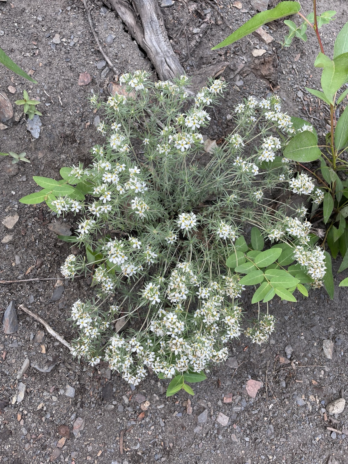 Nuttall's Linanthus — photo 22