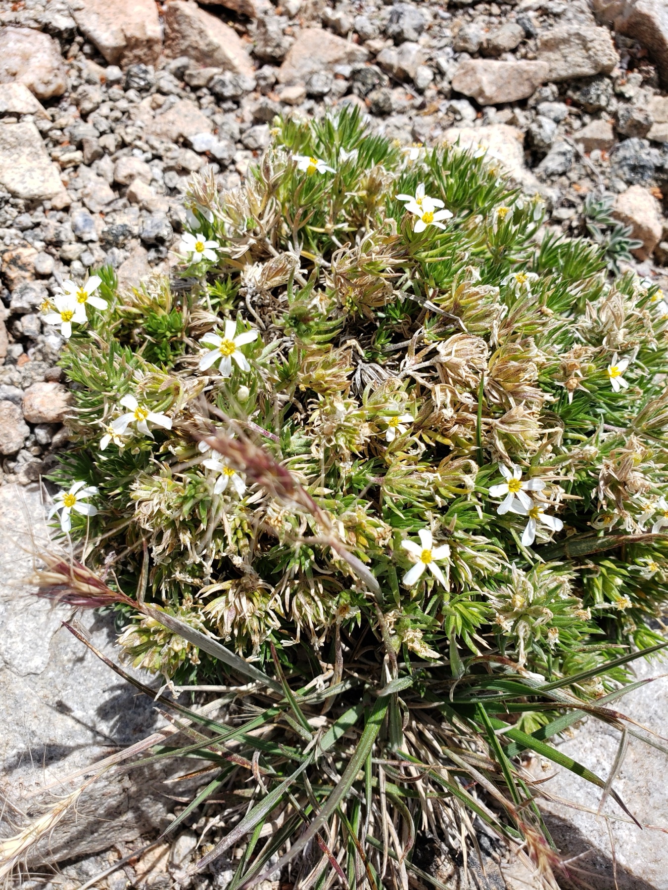 Nuttall's Linanthus — photo 23