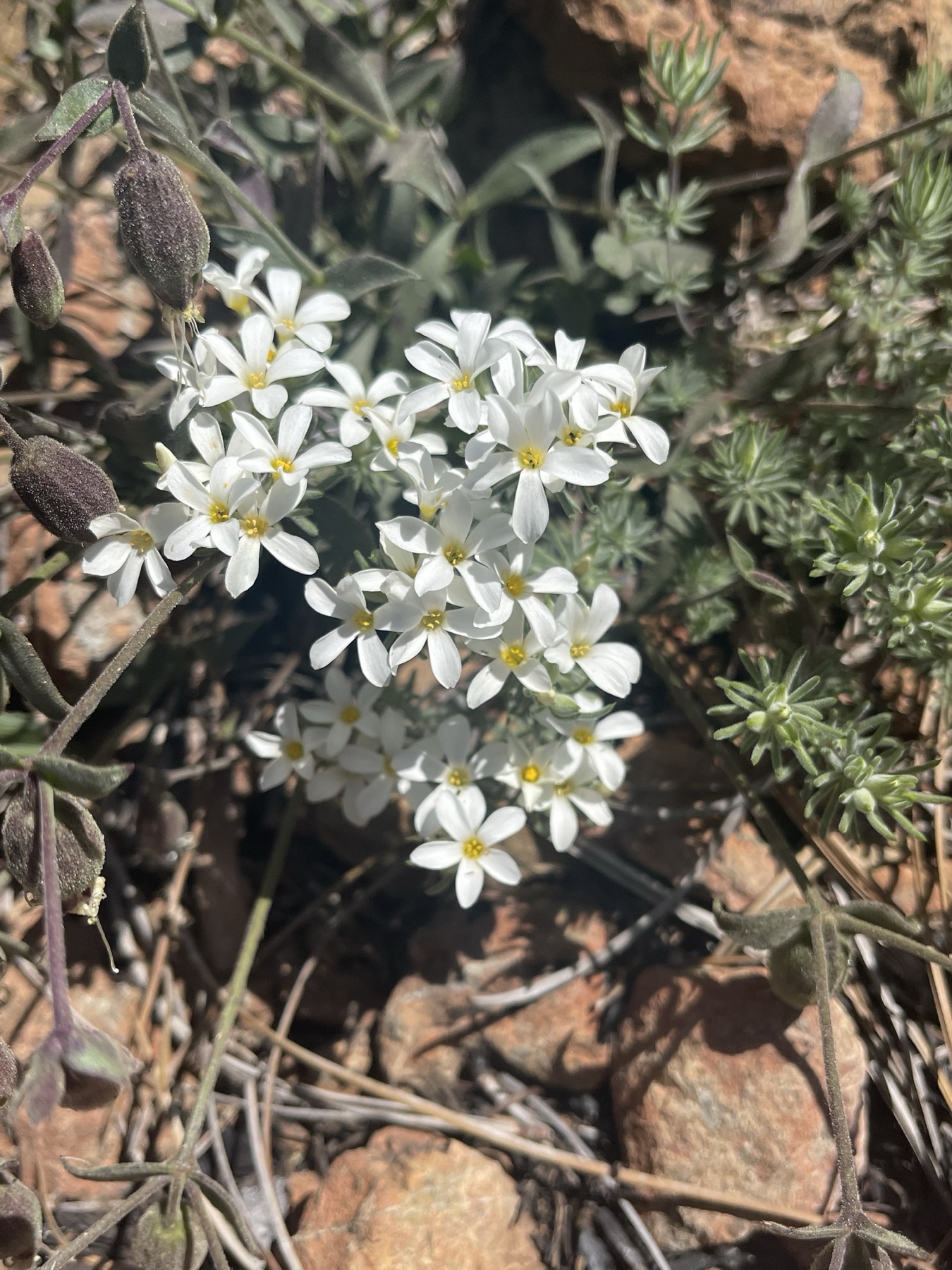 Nuttall's Linanthus — photo 24
