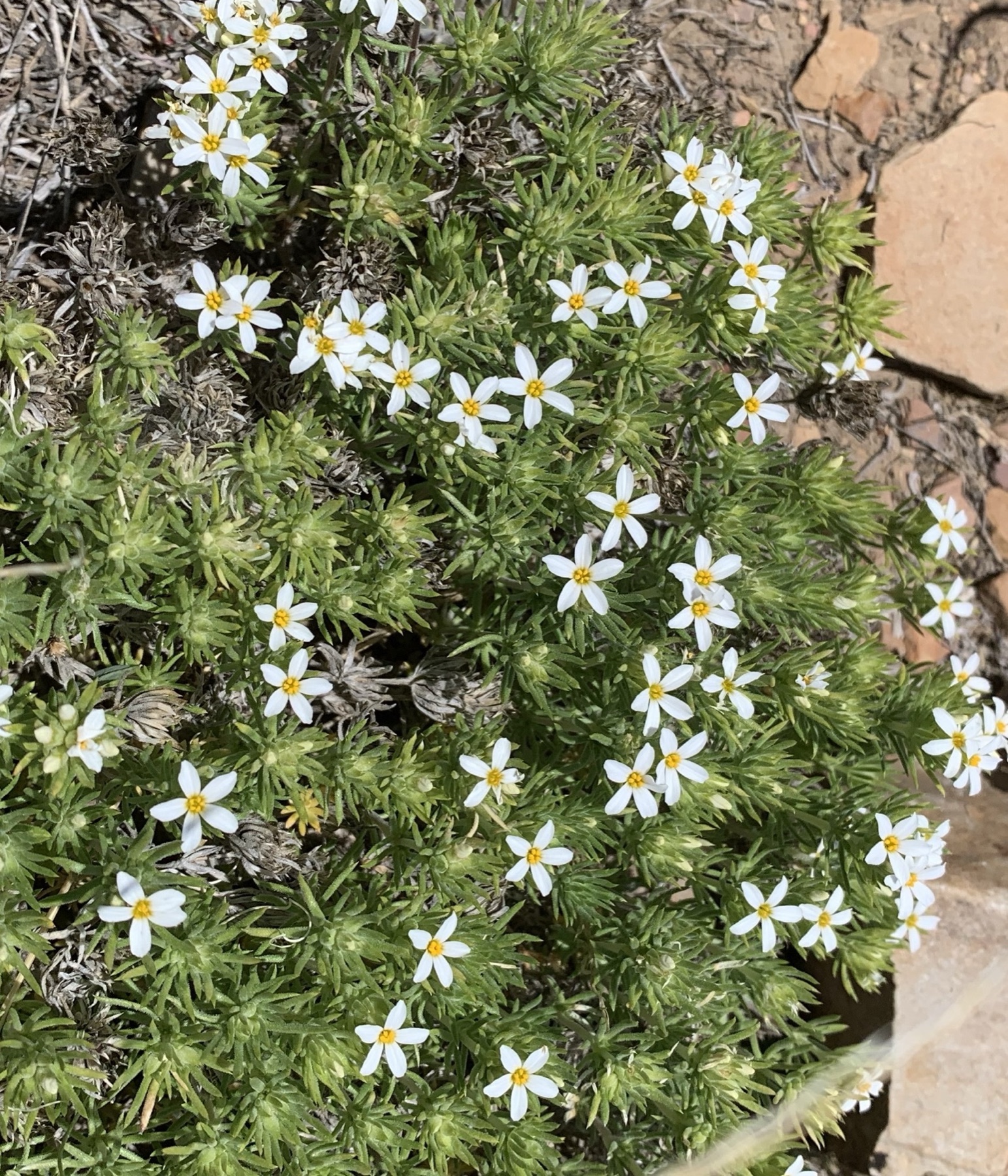 Nuttall's Linanthus