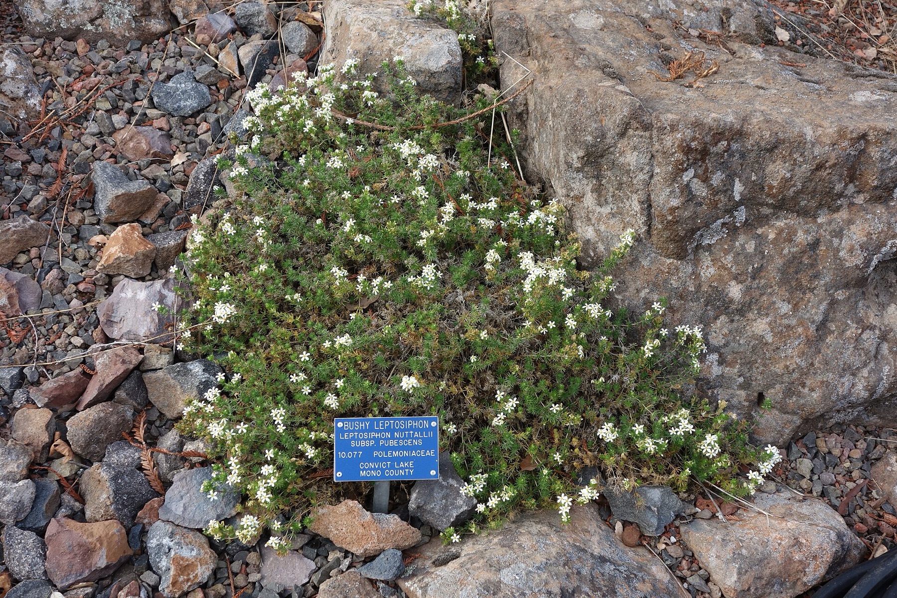 Nuttall's Linanthus — photo 3