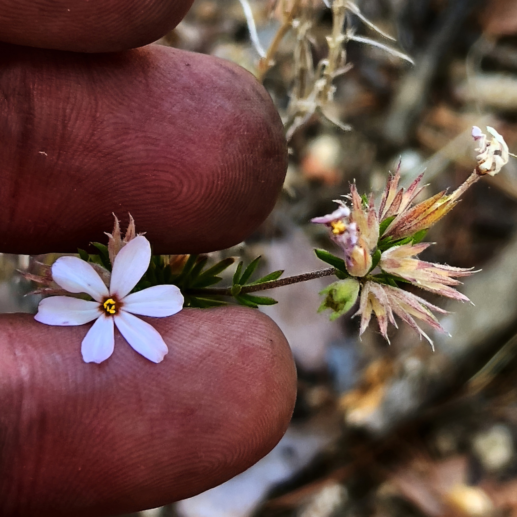 Nuttall's Linanthus — photo 5