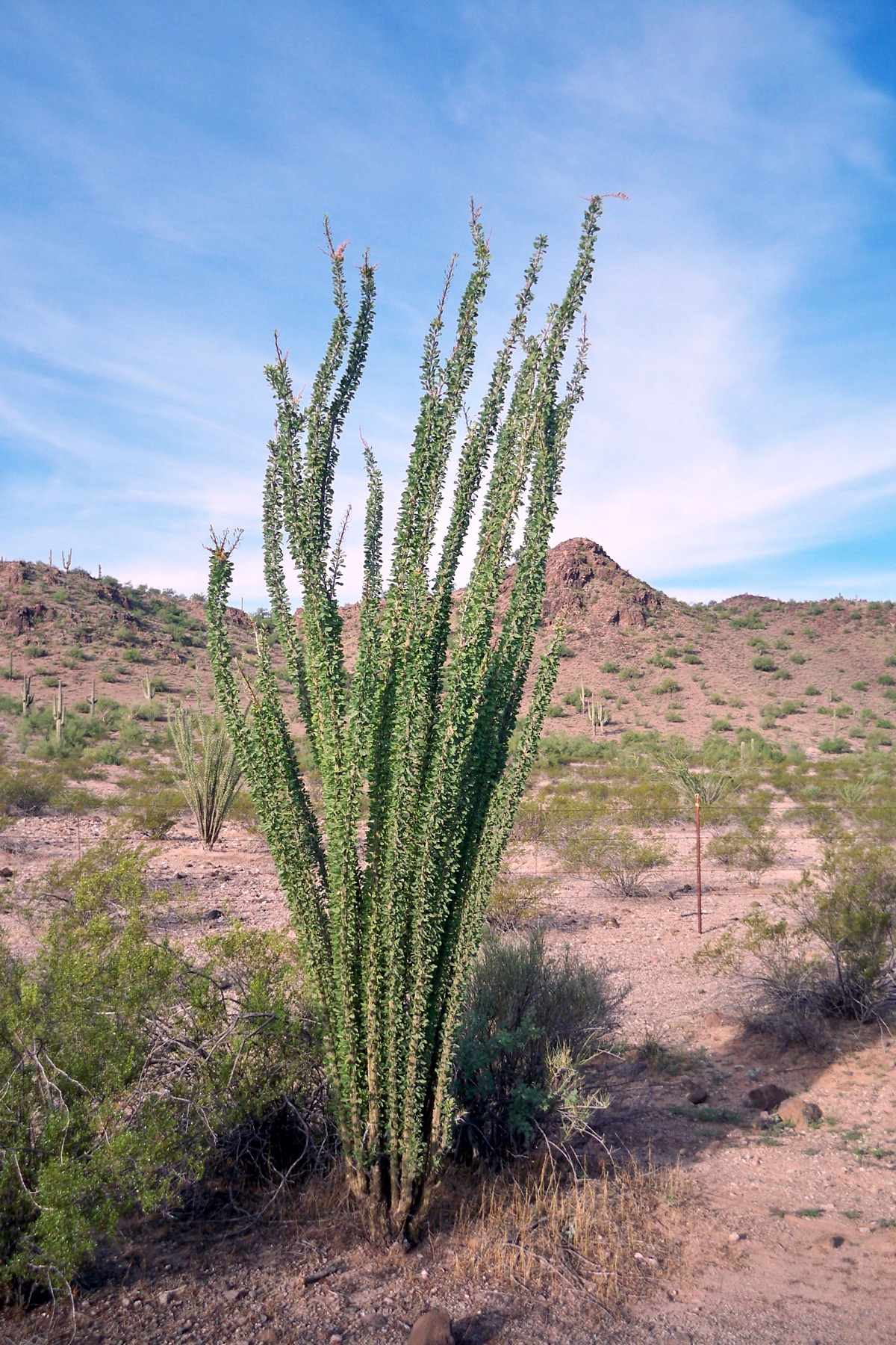 Ocotillo — photo 6