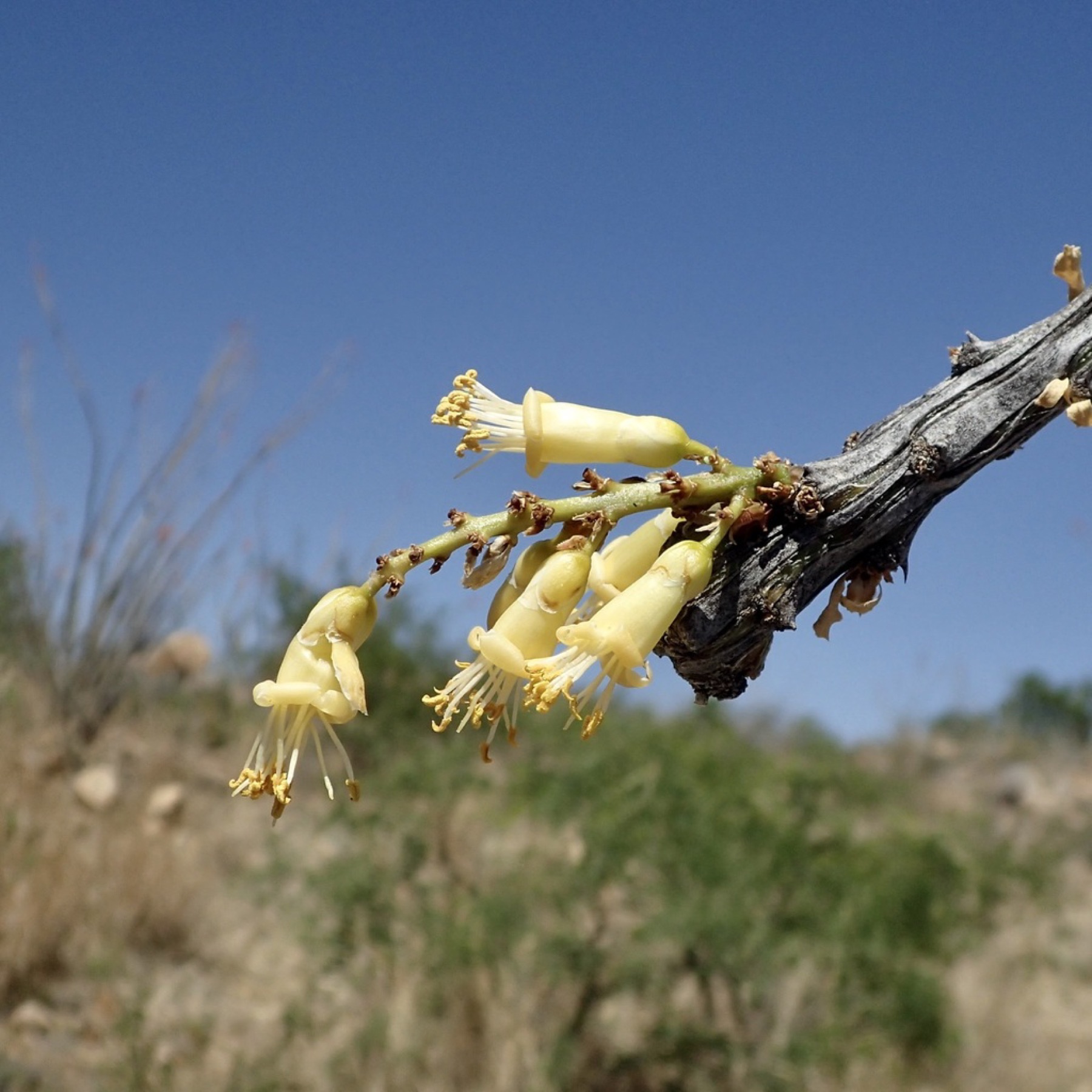 Ocotillo — photo 7