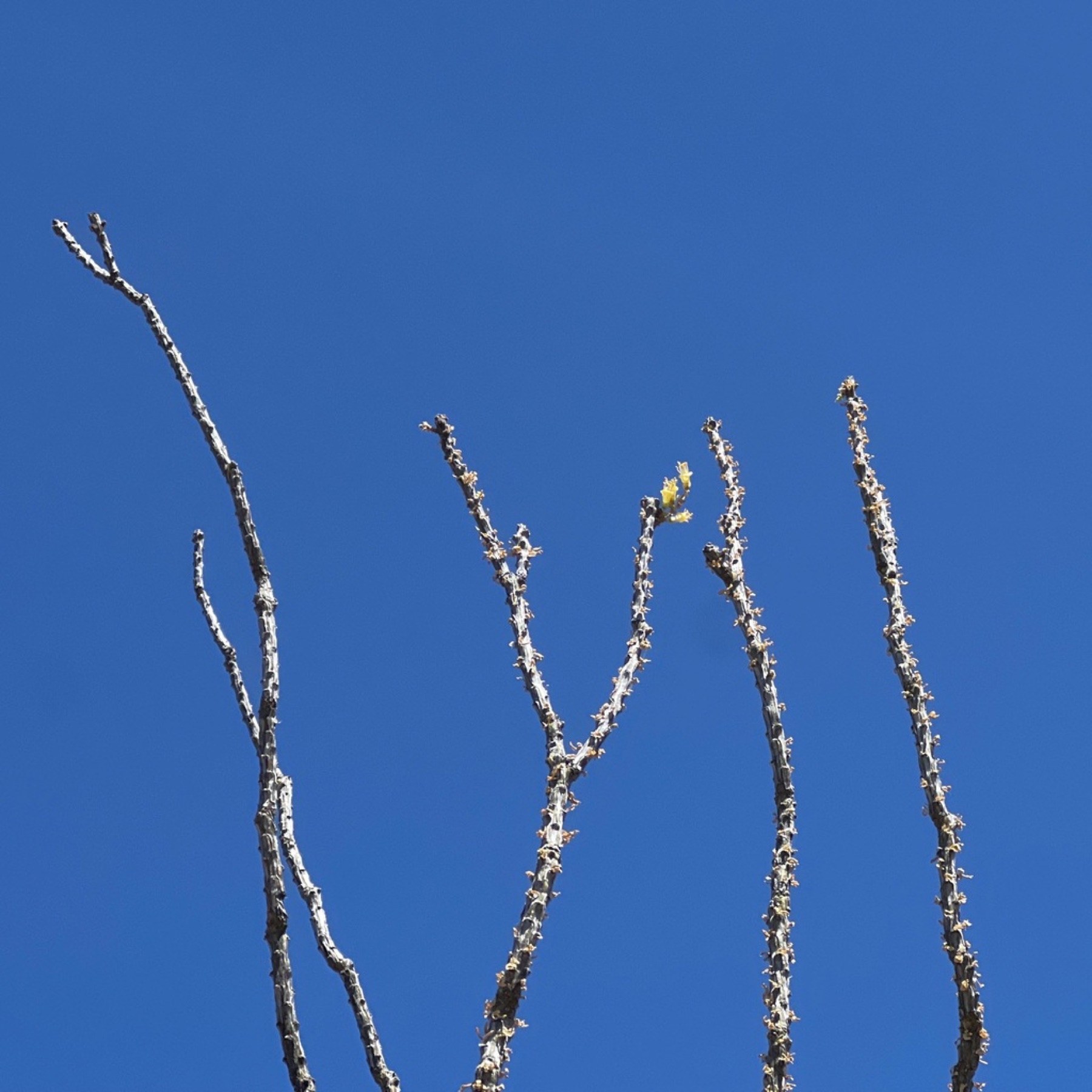 Ocotillo — photo 8