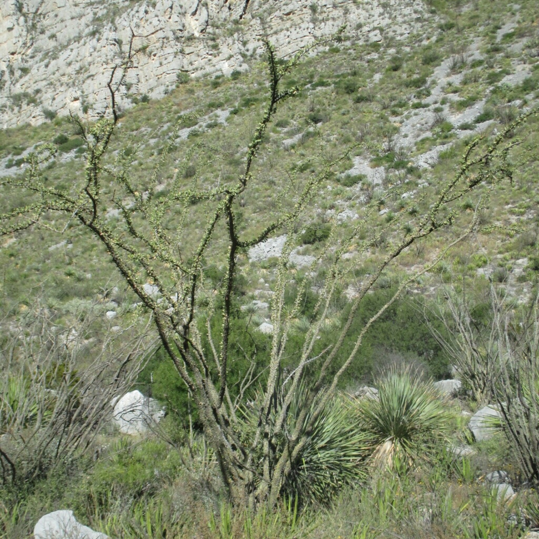 Ocotillo — photo 9