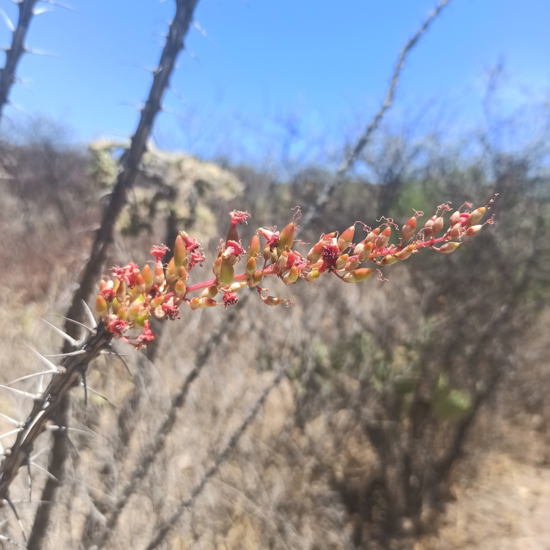 Ocotillo — photo 10