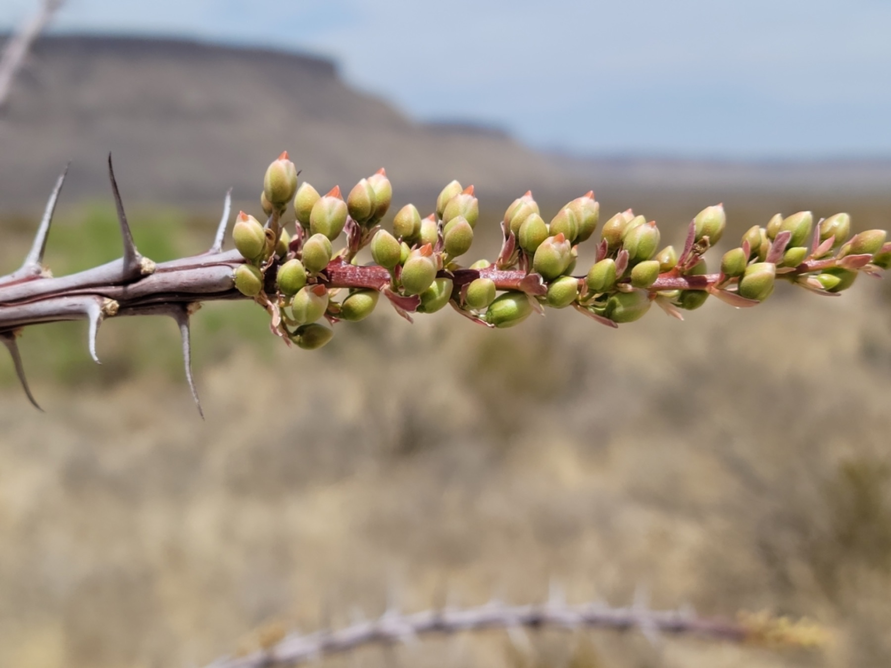Ocotillo — photo 12