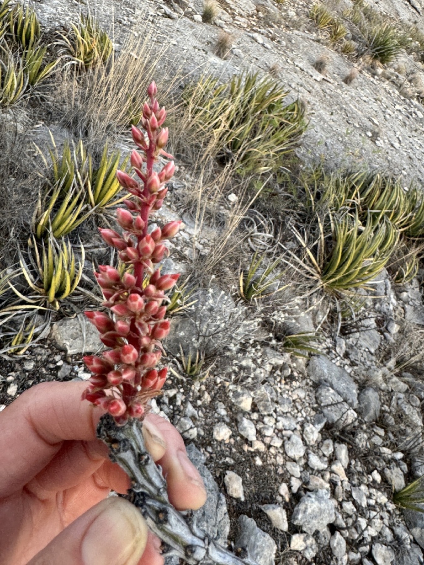Ocotillo — photo 14