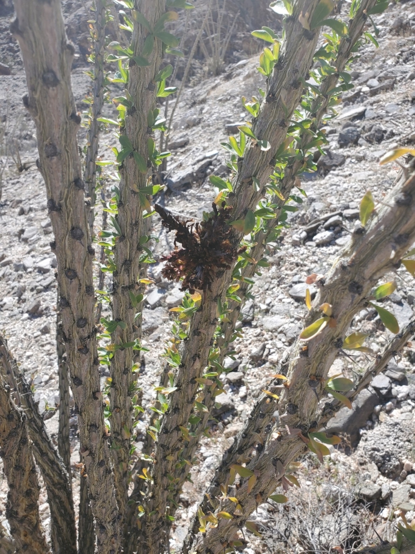 Ocotillo — photo 15
