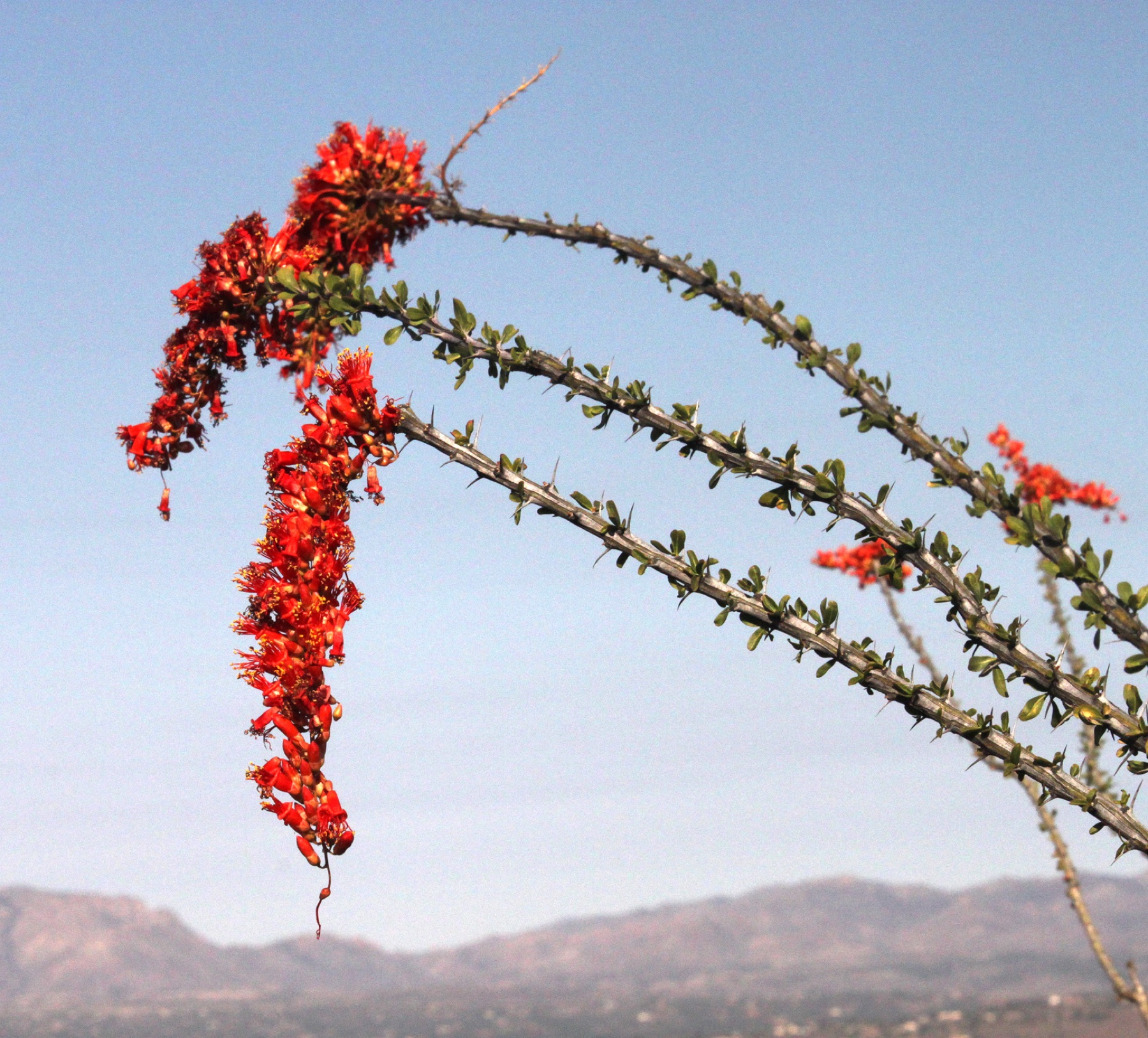 Ocotillo — photo 17
