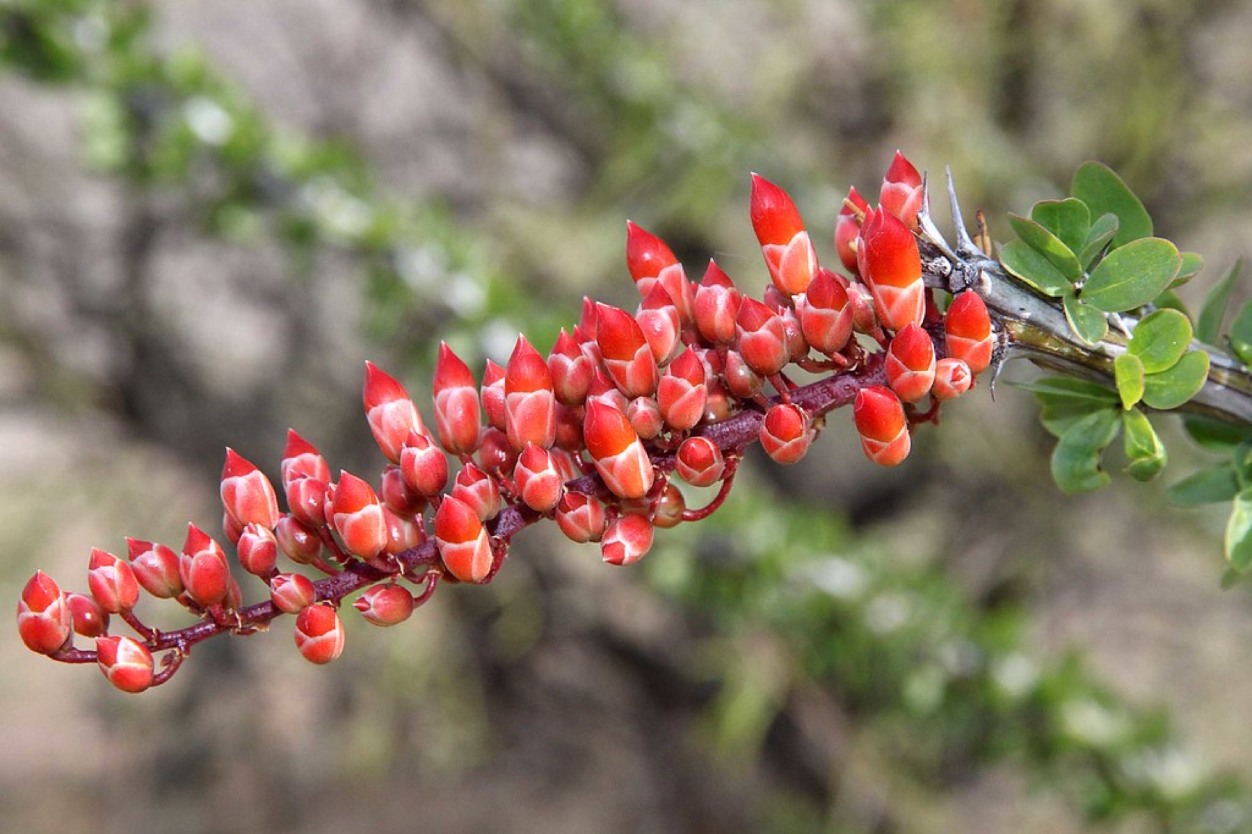 Ocotillo — photo 19