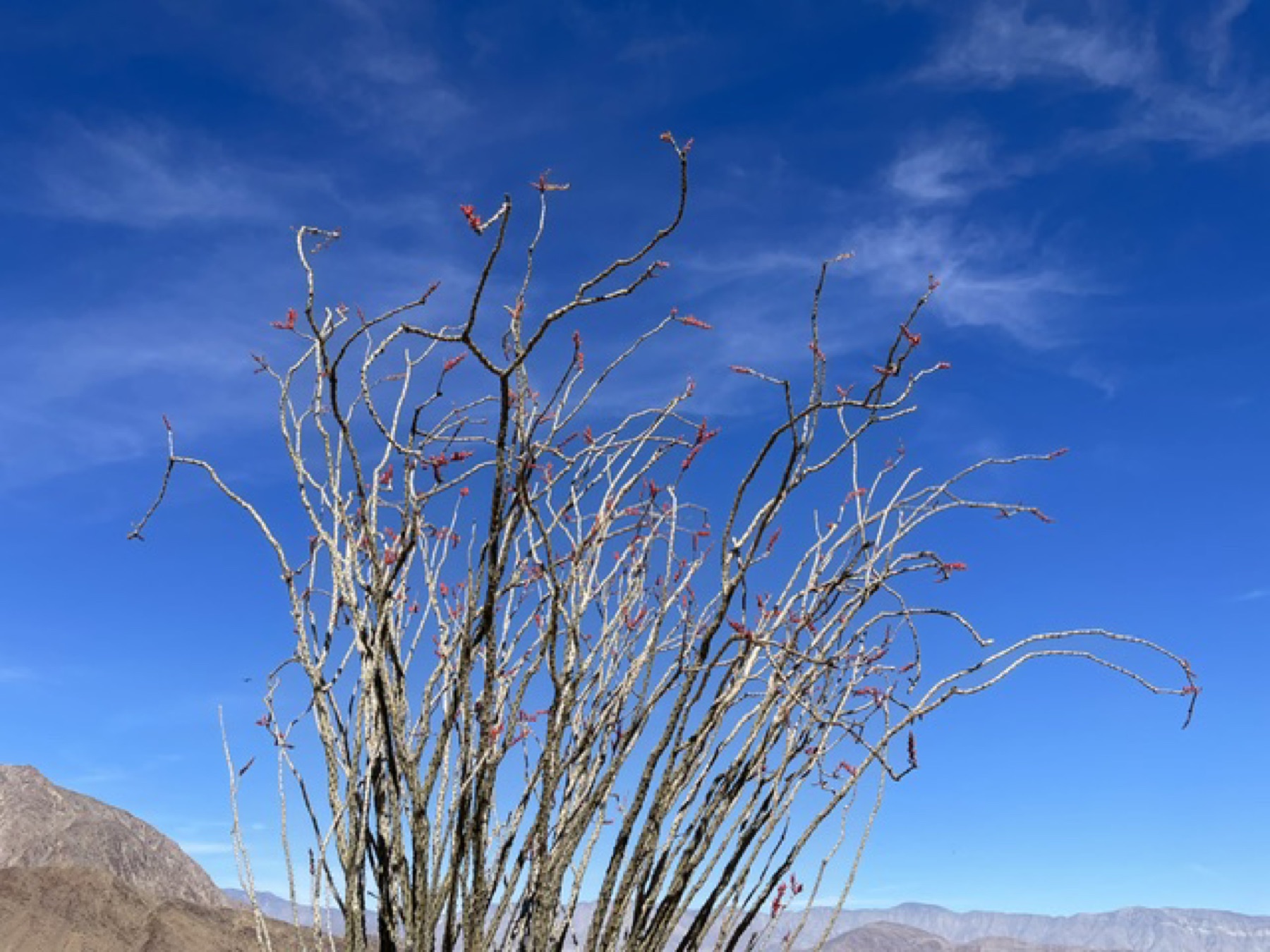 Ocotillo — photo 20