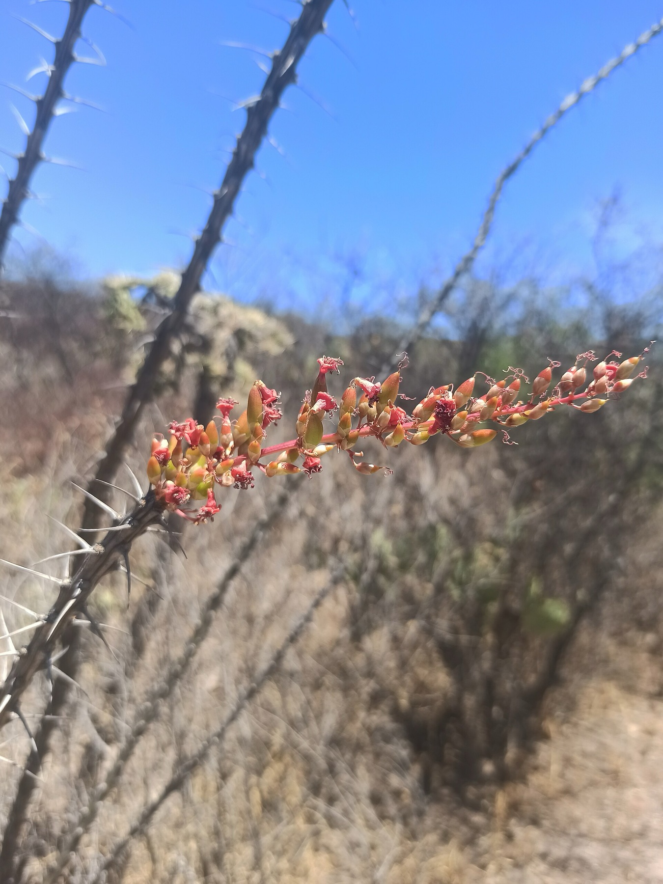 Ocotillo — photo 21