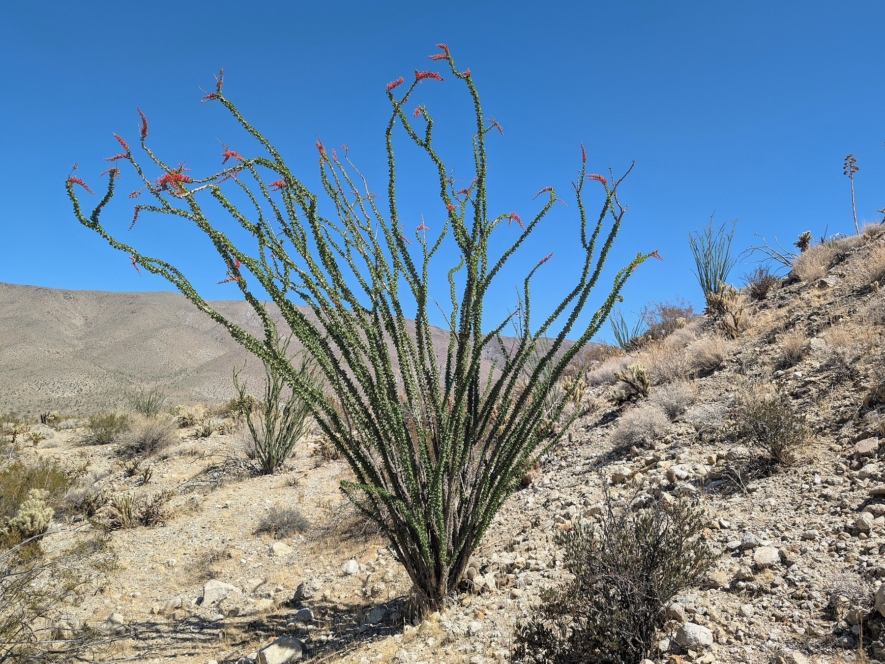 Ocotillo — photo 22