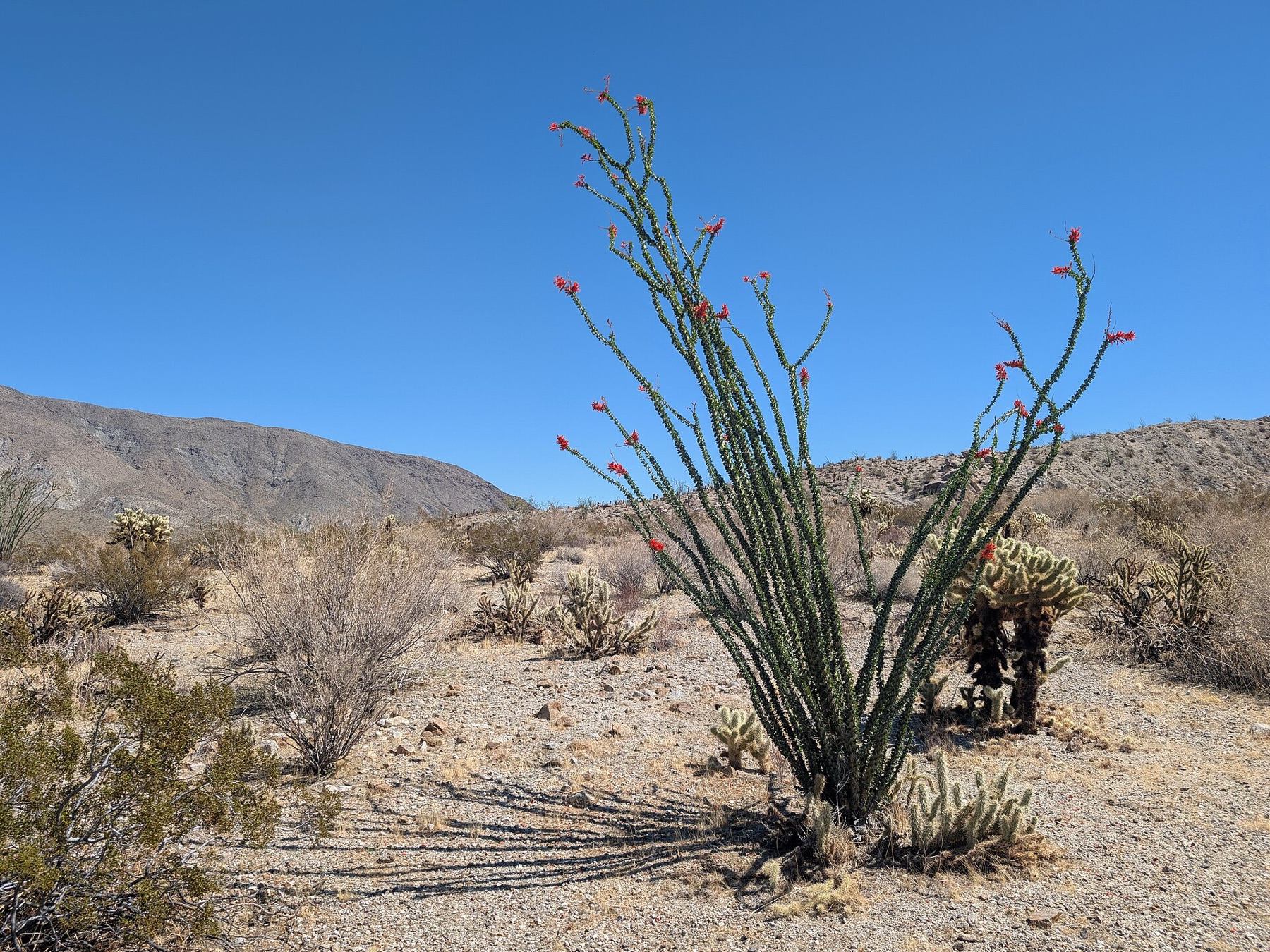 Ocotillo — photo 23