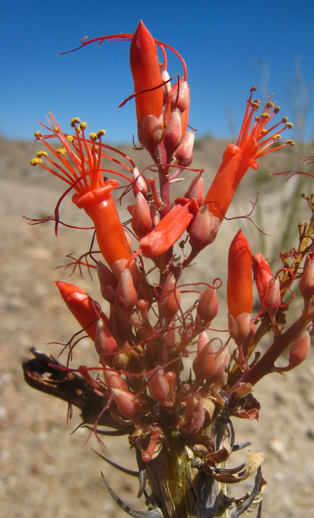Ocotillo — photo 1