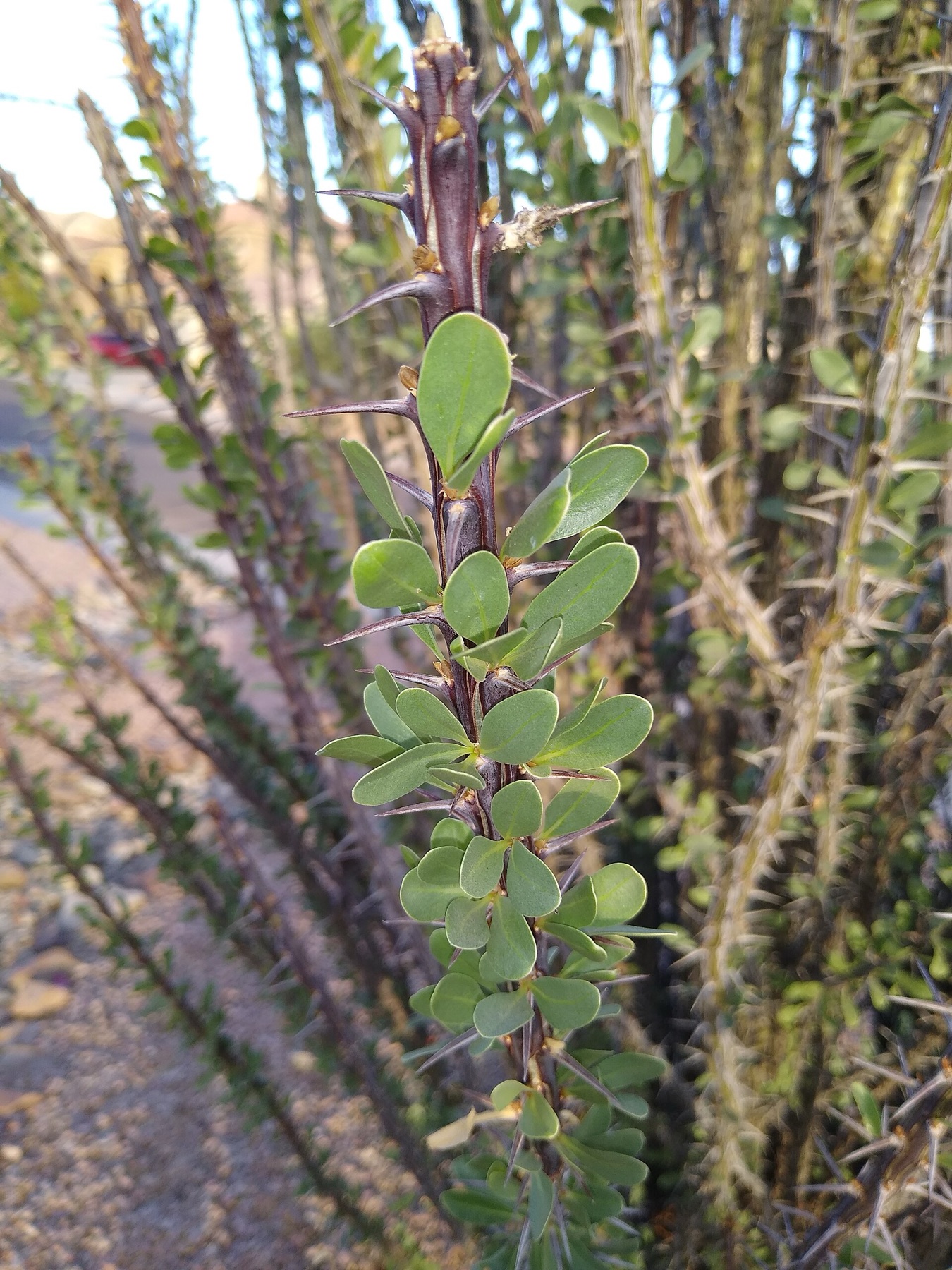 Ocotillo — photo 2