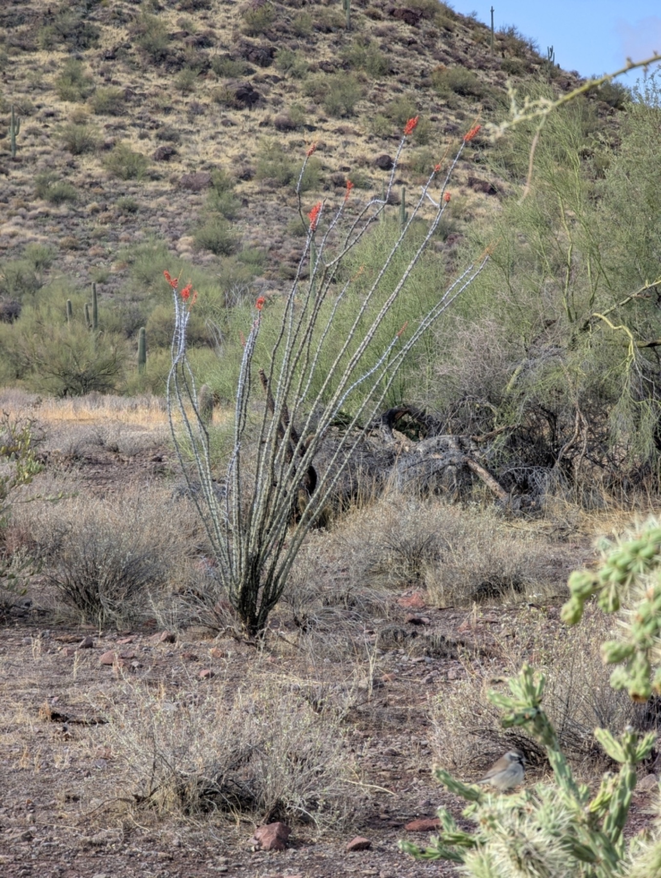 Ocotillo — photo 3