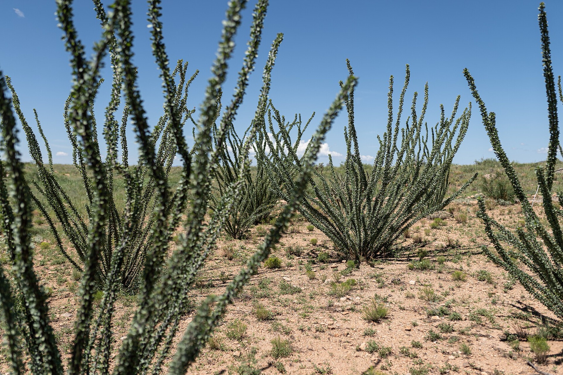 Ocotillo — photo 4