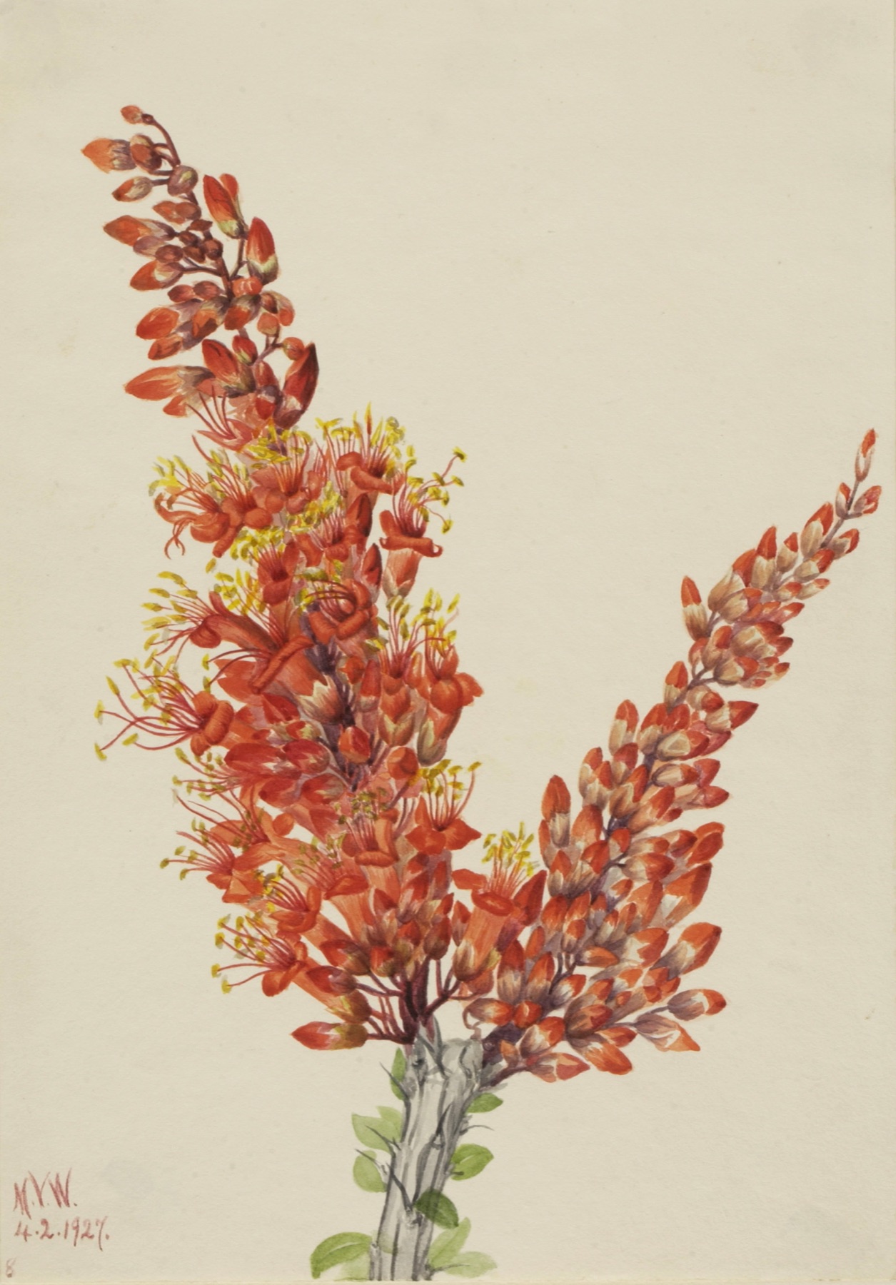 Ocotillo — photo 5
